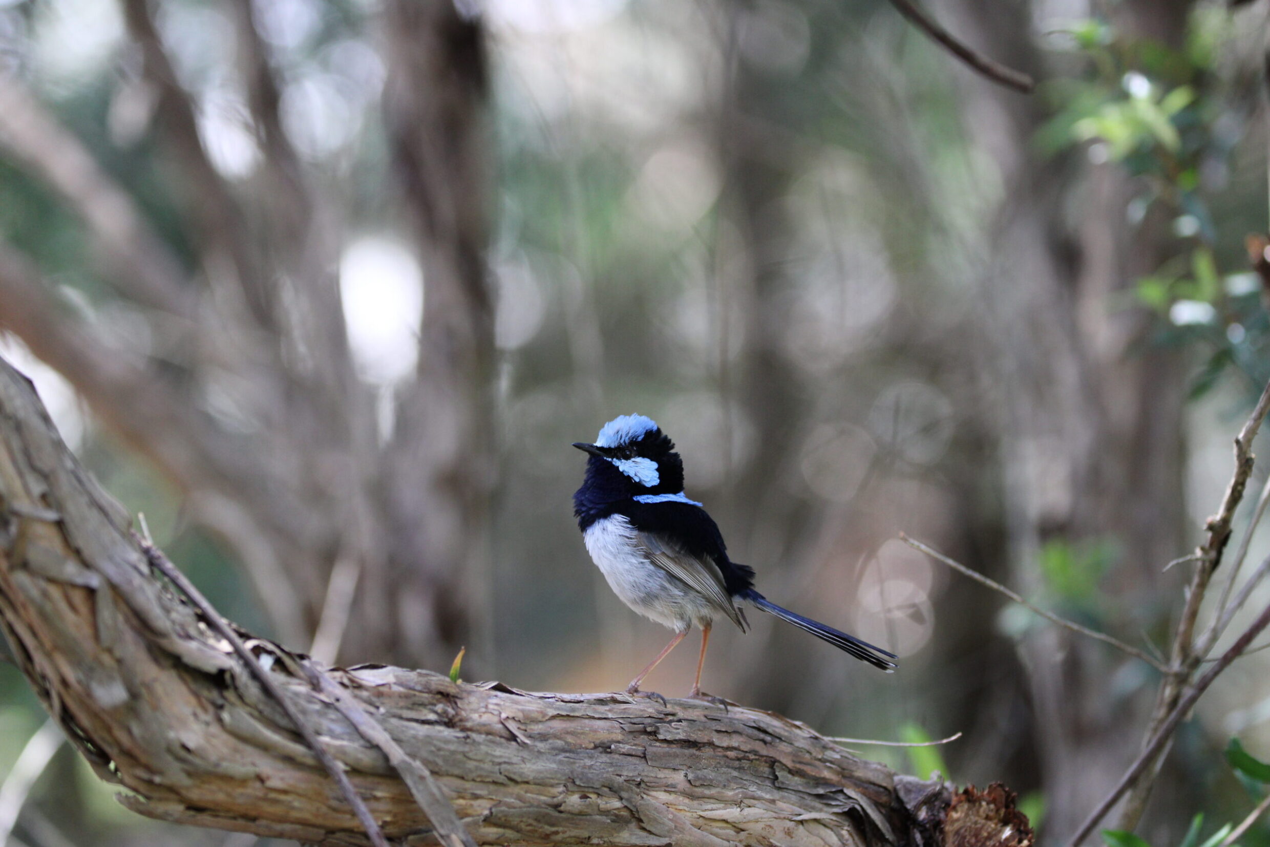 2nd 'Chirp' Joseph Bencke Melrose High School