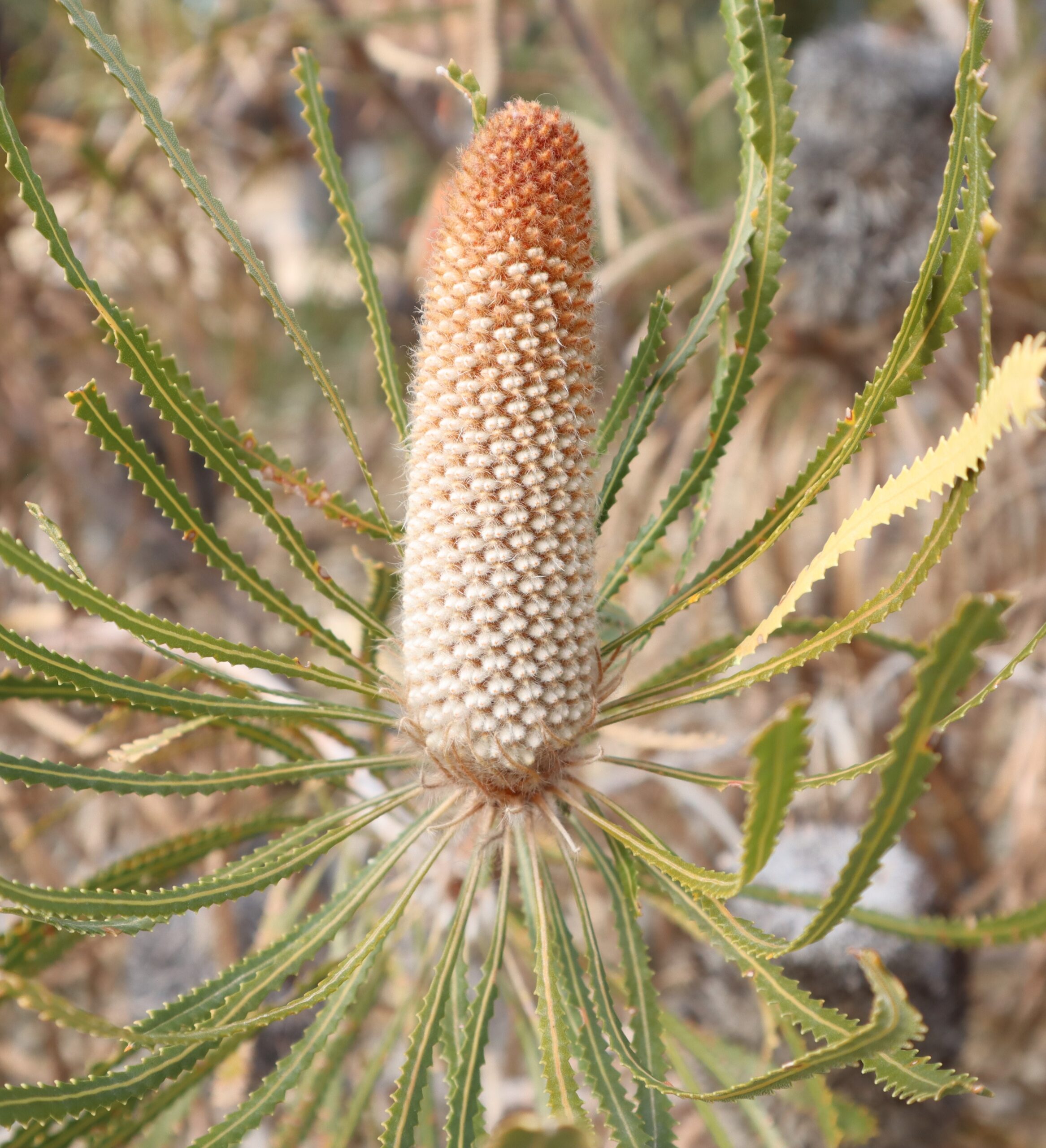 Highly Commended 'Emerging' Maggie Bains Blue Gum Community School