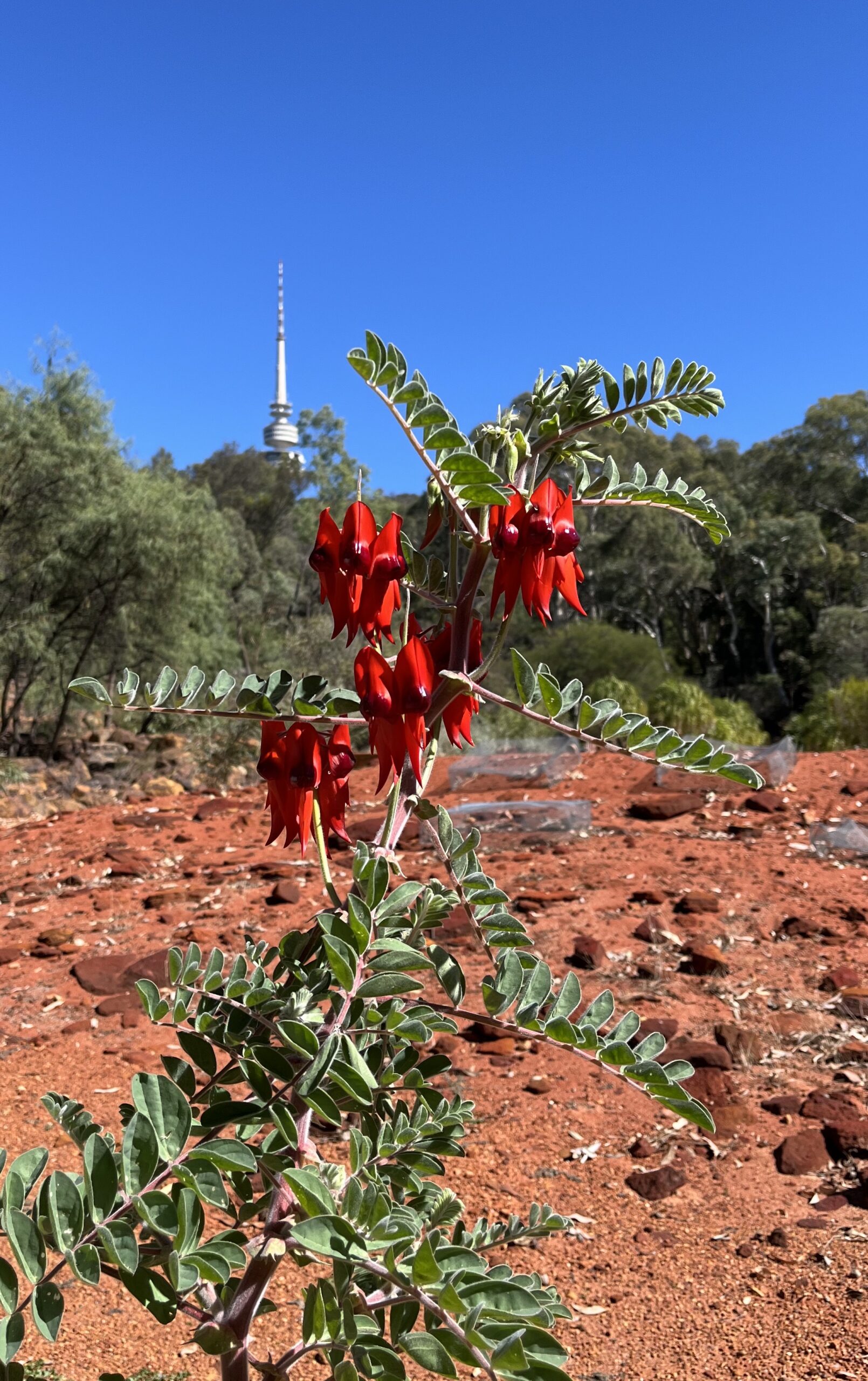 3rd 'The Tower and the Red Flower That Looks Like a Capsicum' Mako Takakusagi Torrens Primary School