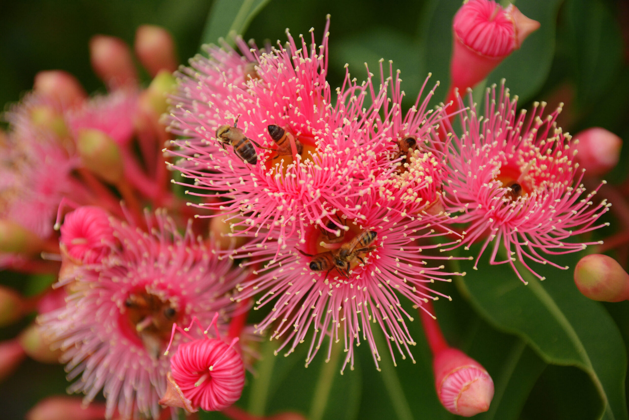 Commended 'Bees in Blossoms' Sienna Spackman Evatt Primary