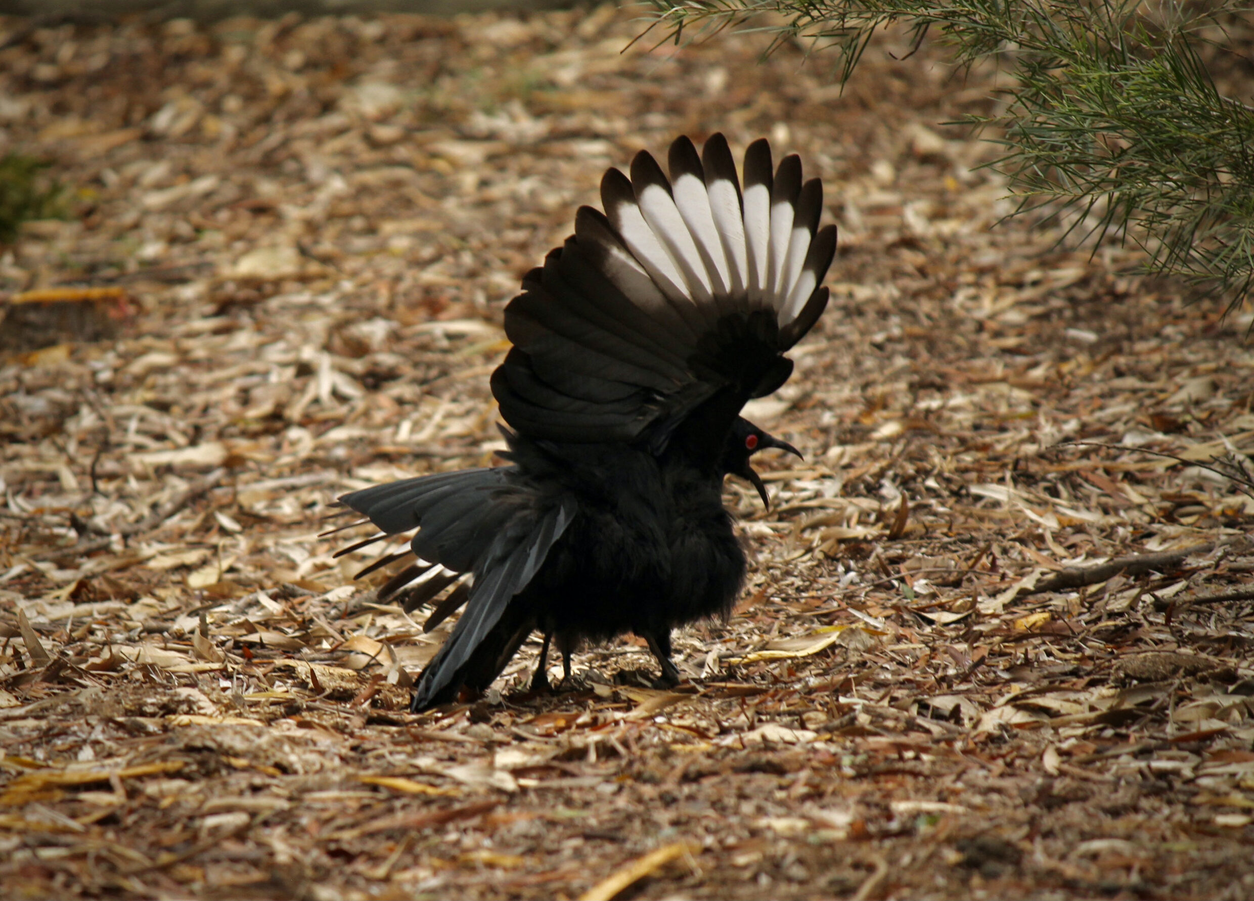 Commended (untitled) Sofia De Oliveira Cruzado University of Canberra High, Kaleen