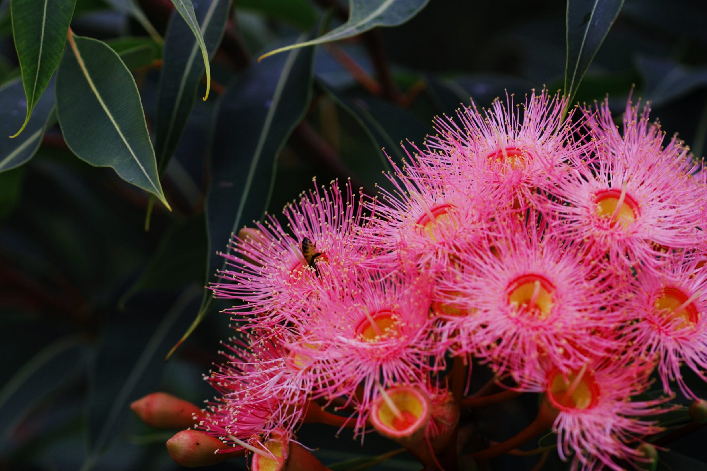 Commended 'The Pollinators' Tom Orton Marist College Canberra