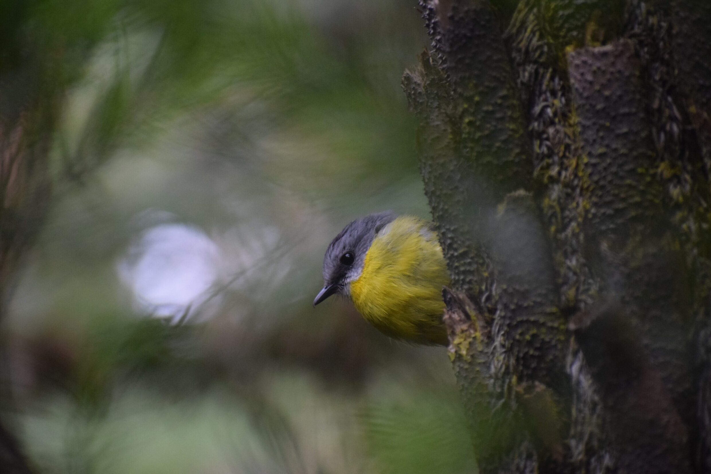 Highly Commended Eastern 'Yellow Robin' Will Driscoll Marist College Canberra