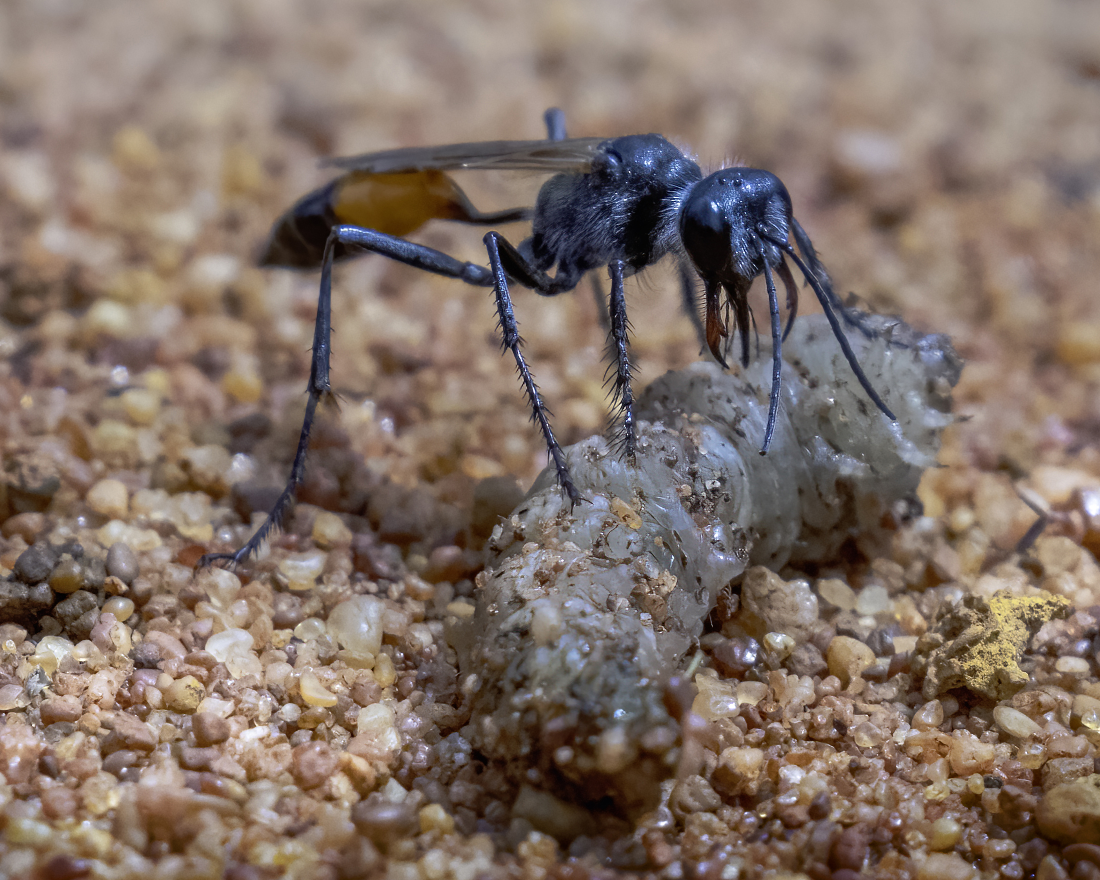 Dave Bassett - Podalonia tydei