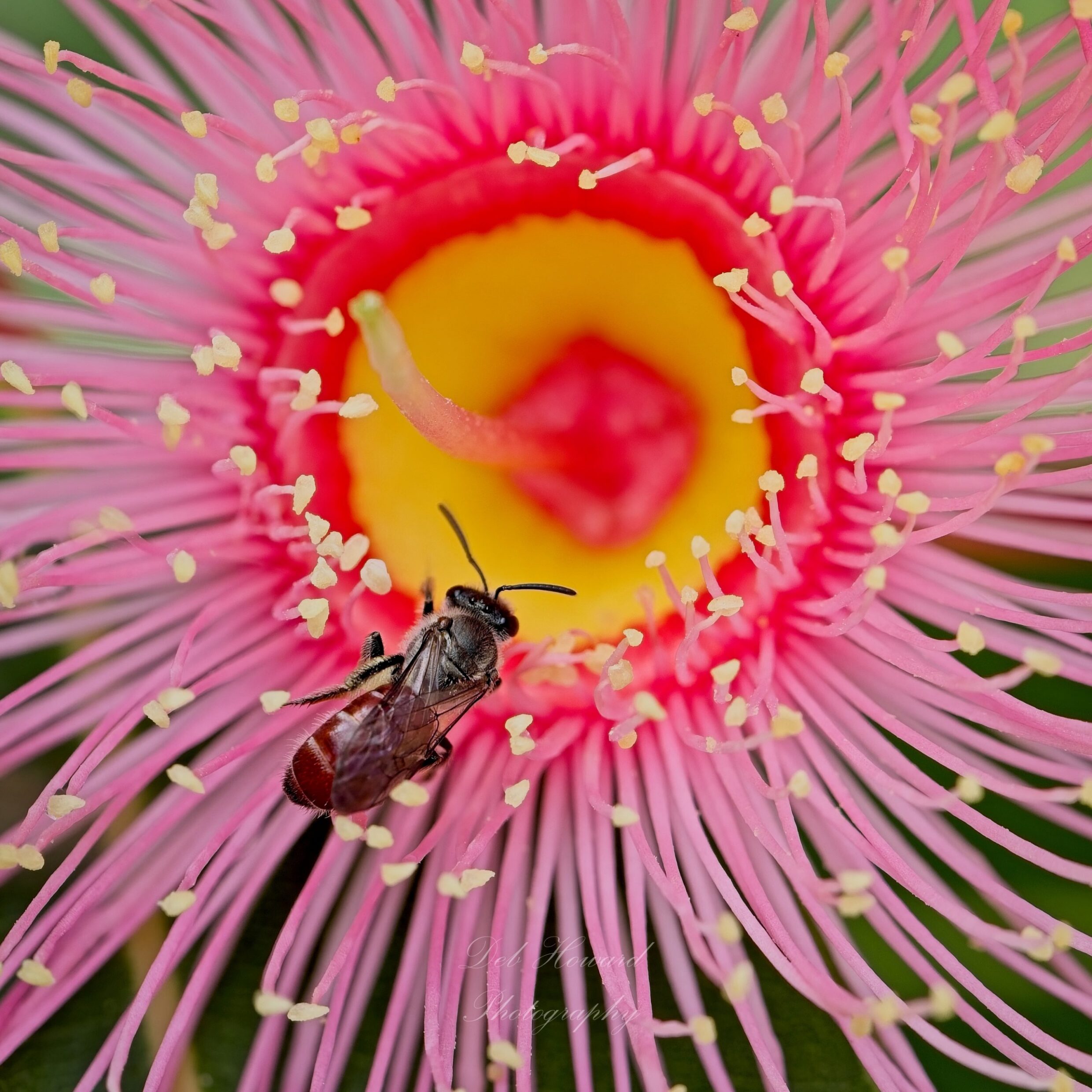 Debbie Howard Corymbia Summer Beauty with Lasioglossum sp.