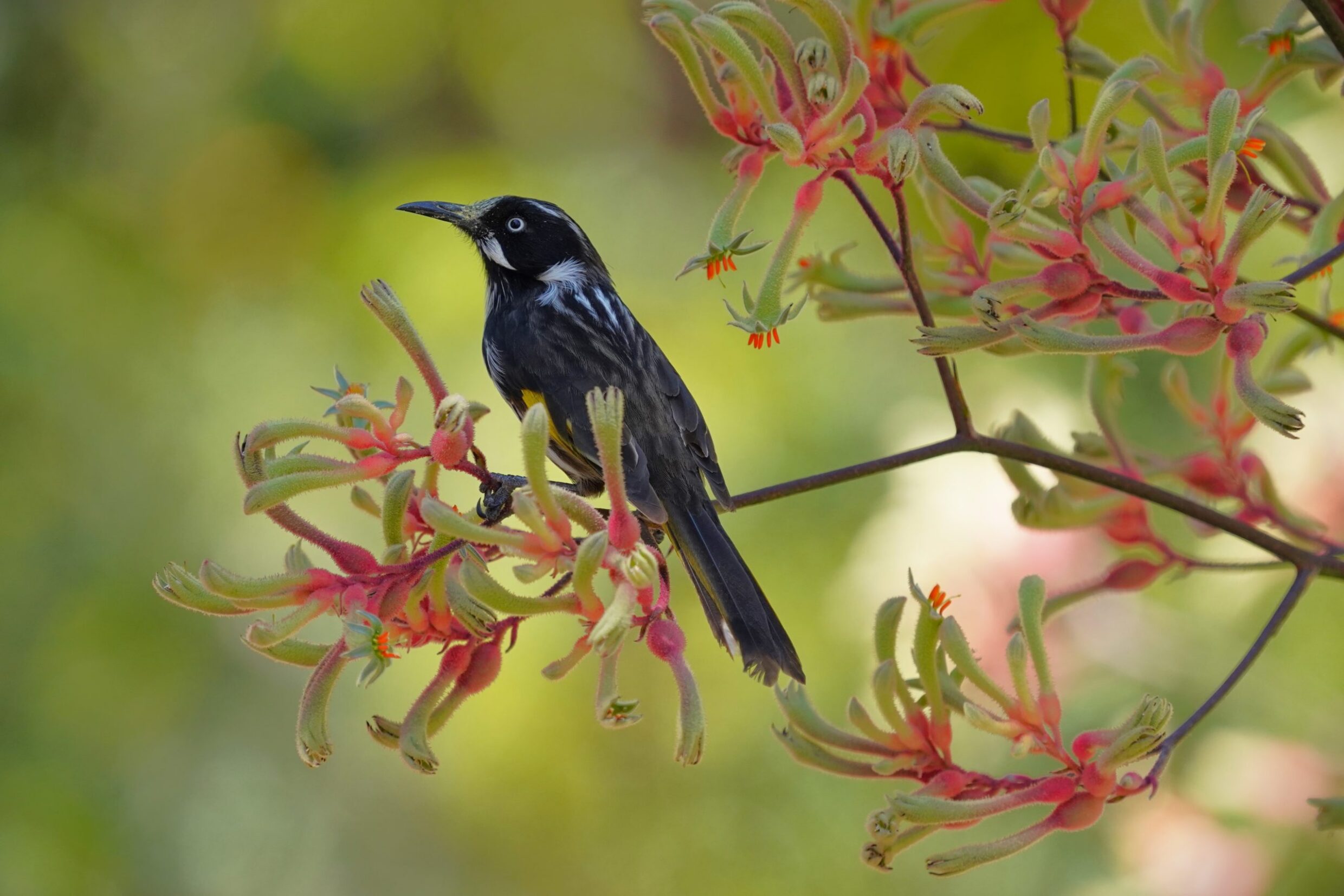 Fanny Karouta-Manasse_New Holland Honeyeater on Anigozanthos sp.