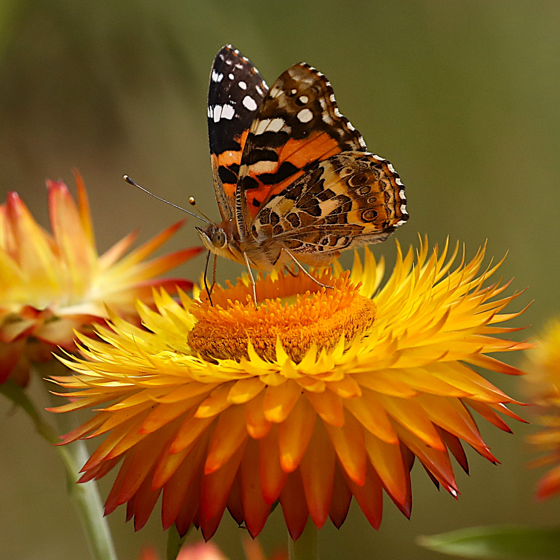 Jim Gara Painted Lady on Asteracea