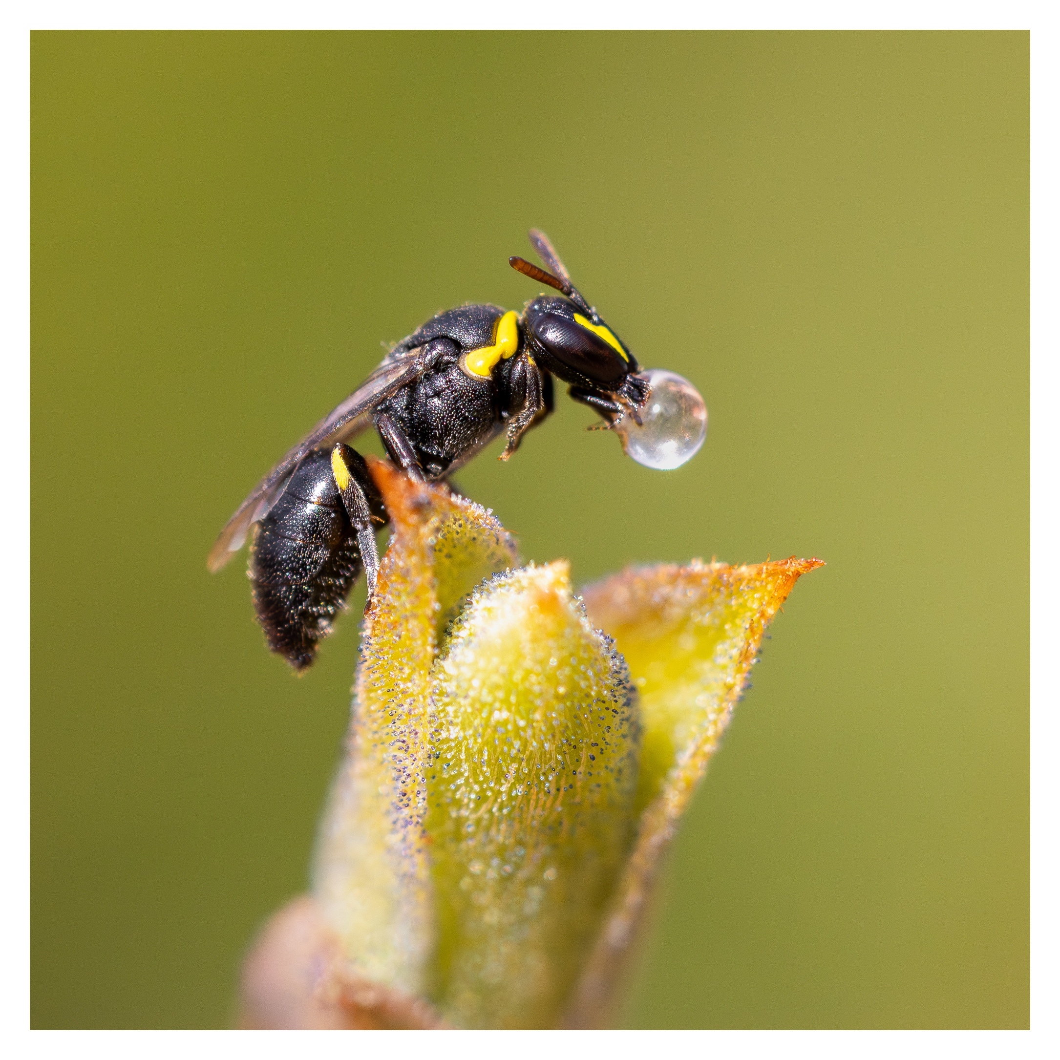 Karin Neufeld- Masked Bee