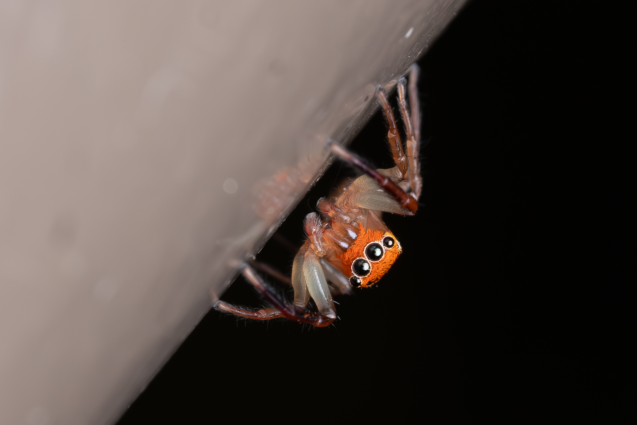 Kevin Gale - Orange Jumping Spider