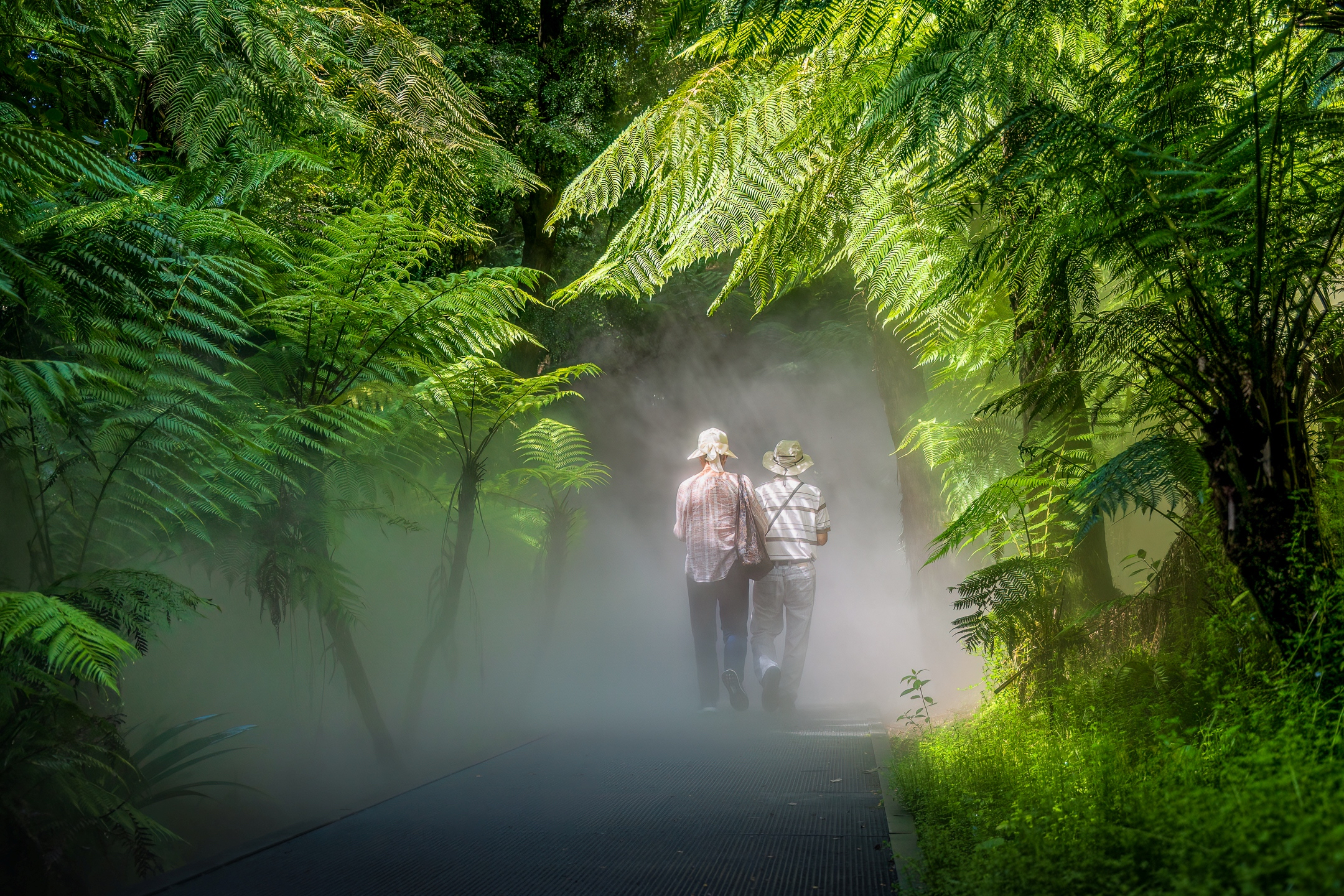 Kim Pendreigh - A Walk through the Rainforest