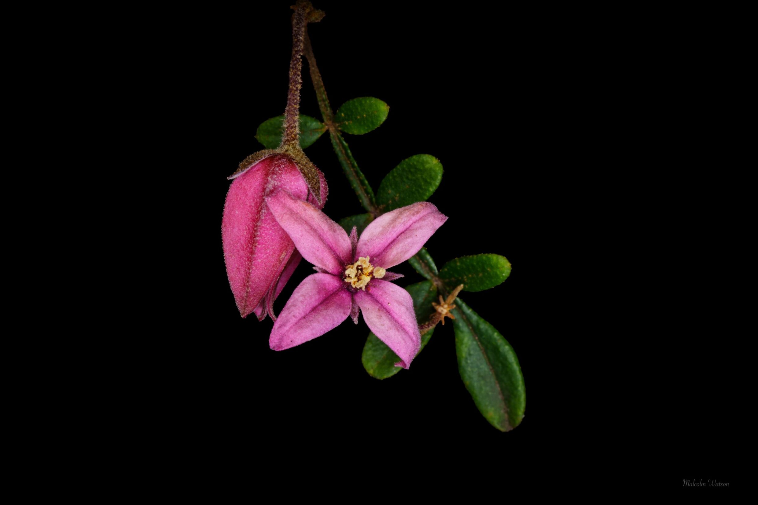 Malcolm Watson - Boronia Telopea Valley Star