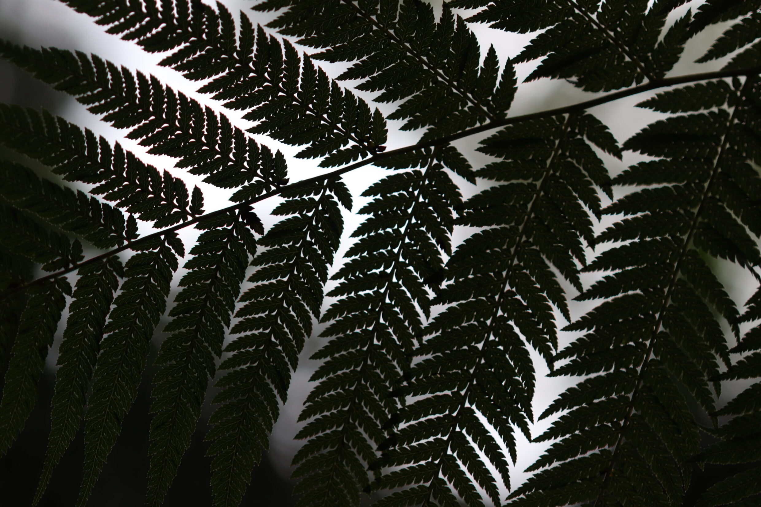 Commended 'Fantastic Fern' Ainslie Couvee Burgmann Anglican School