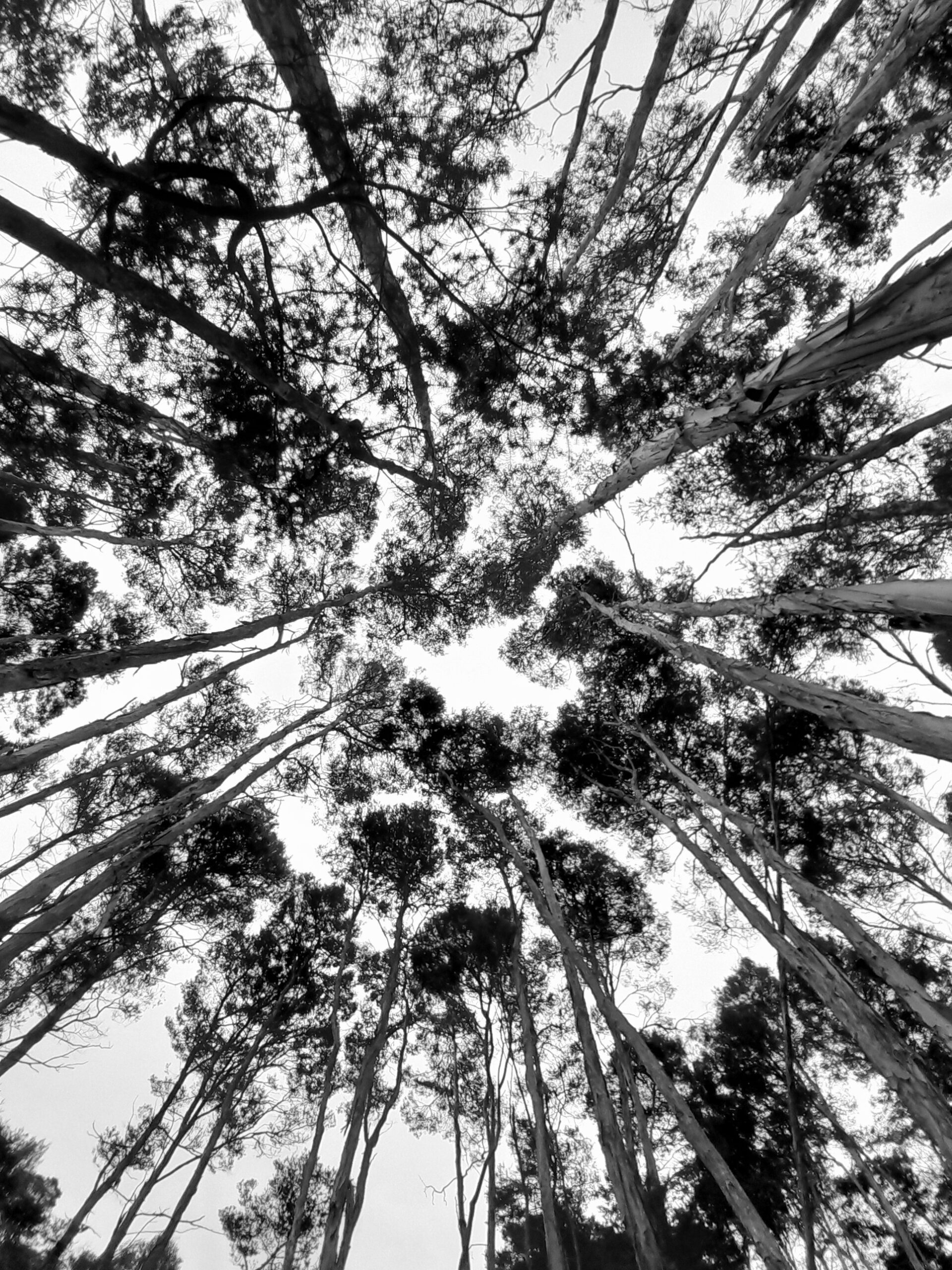 3rd 'Canopy' Ari Pertsinidis Lyneham High School