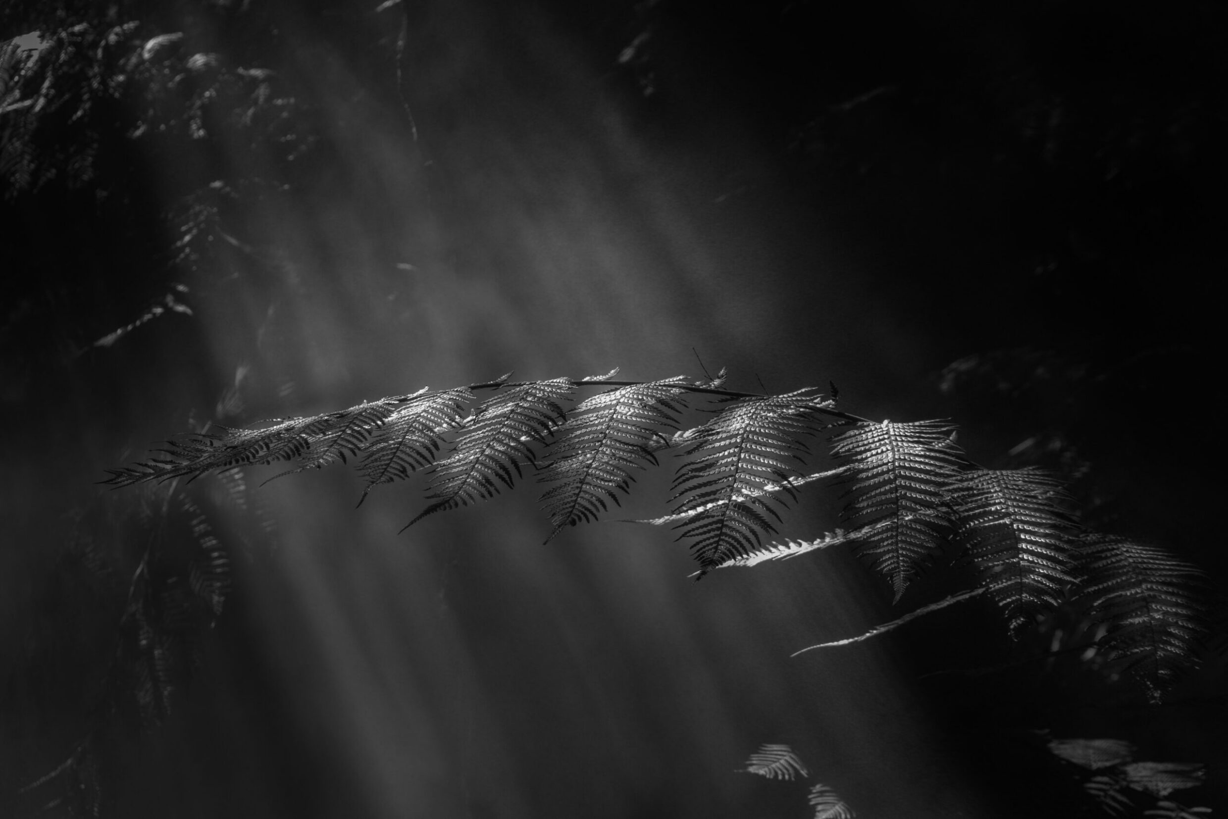 Winner 'Misty Fern' Ashley Smith Gungahlin College