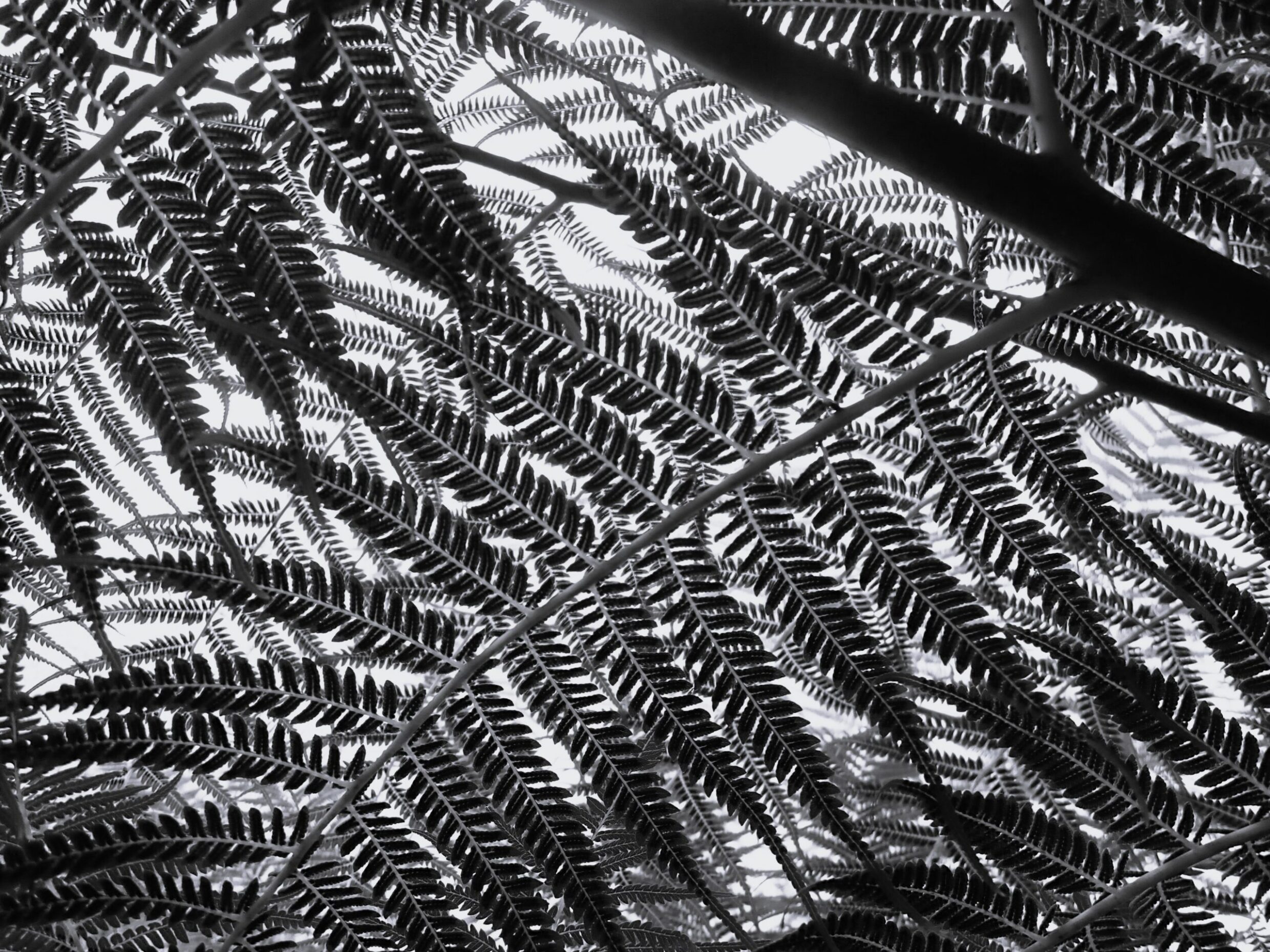 2nd 'Ferns with Fractals' Caitlin Gray Namadgi School