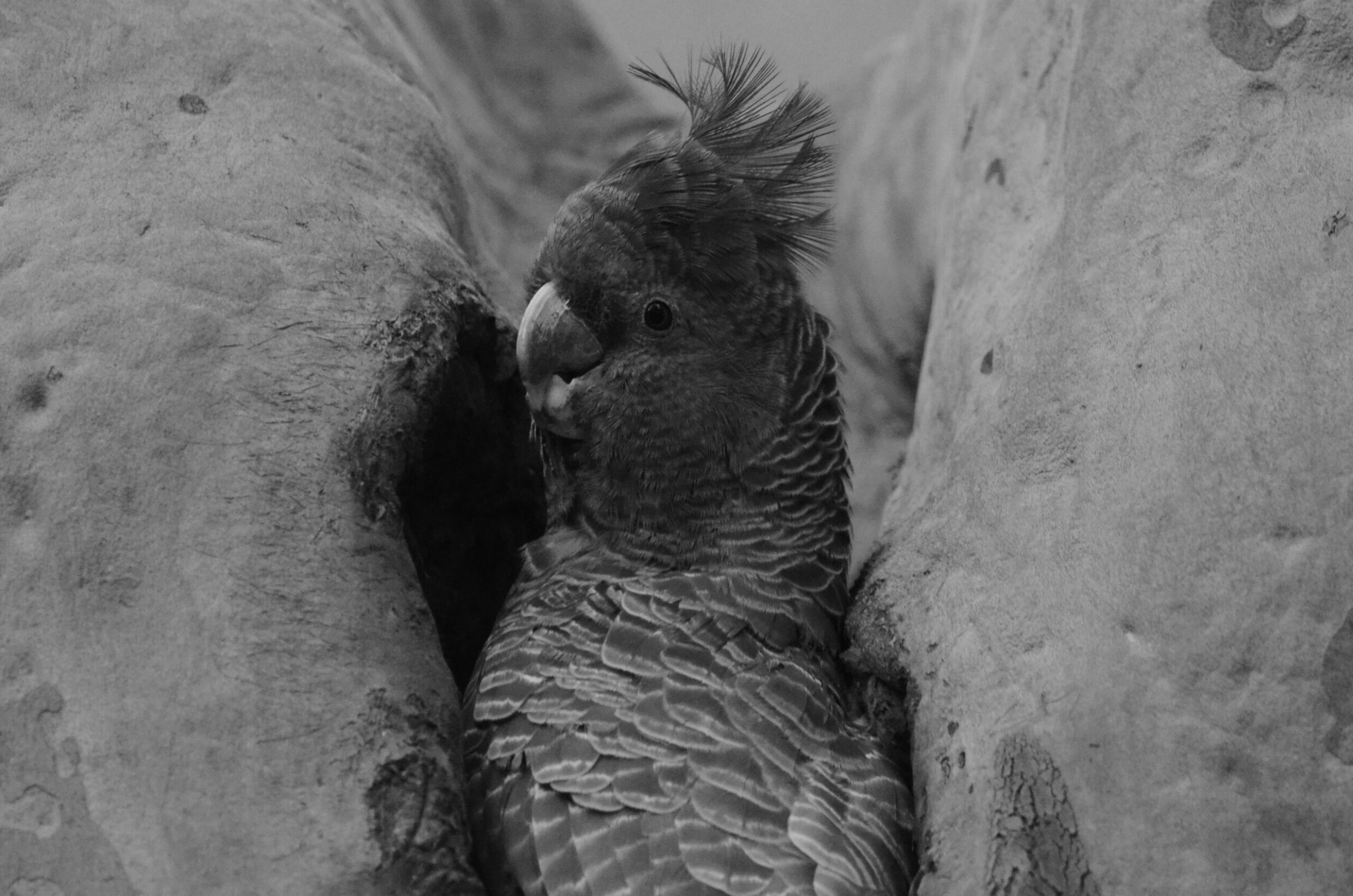 Commended 'Stop for a drink' Ethan Newman-Smith Gold Creek School