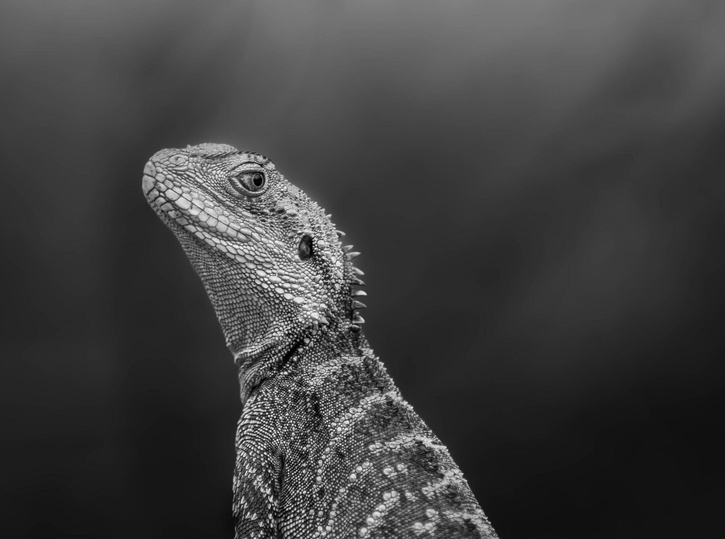 Highly Commended 'Cold shoulder' Evan Banks Canberra High School