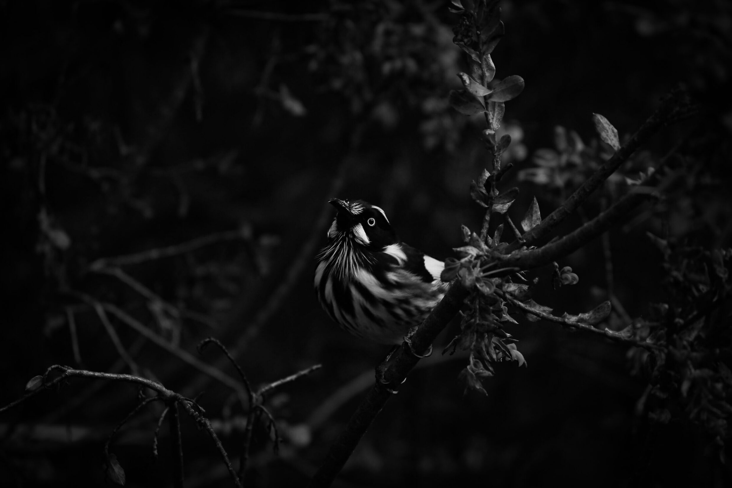 Commended 'Piercing' Jordan Smith Canberra College