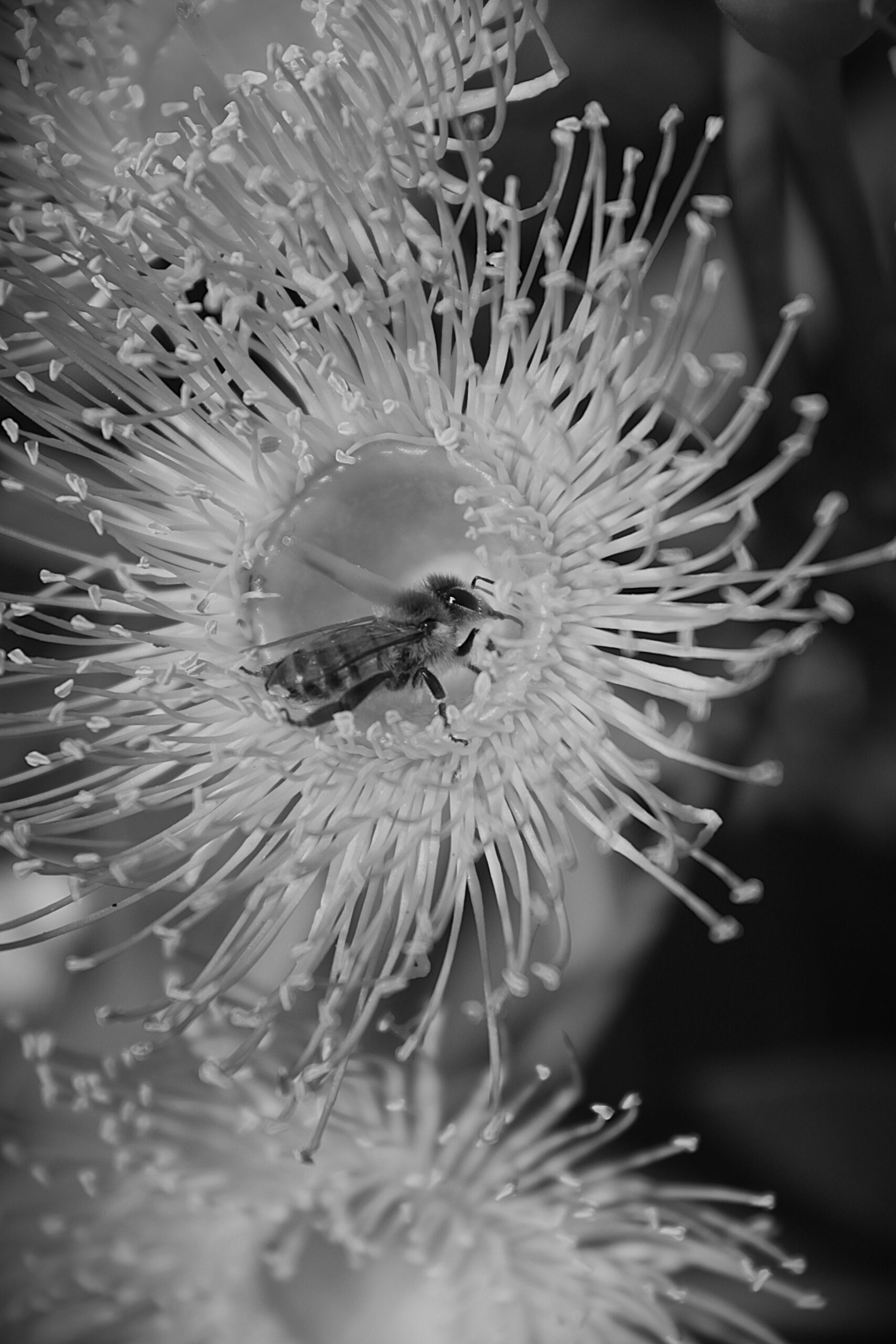 Highly Commended 'Encase' Joshua Dunlop Melrose High School