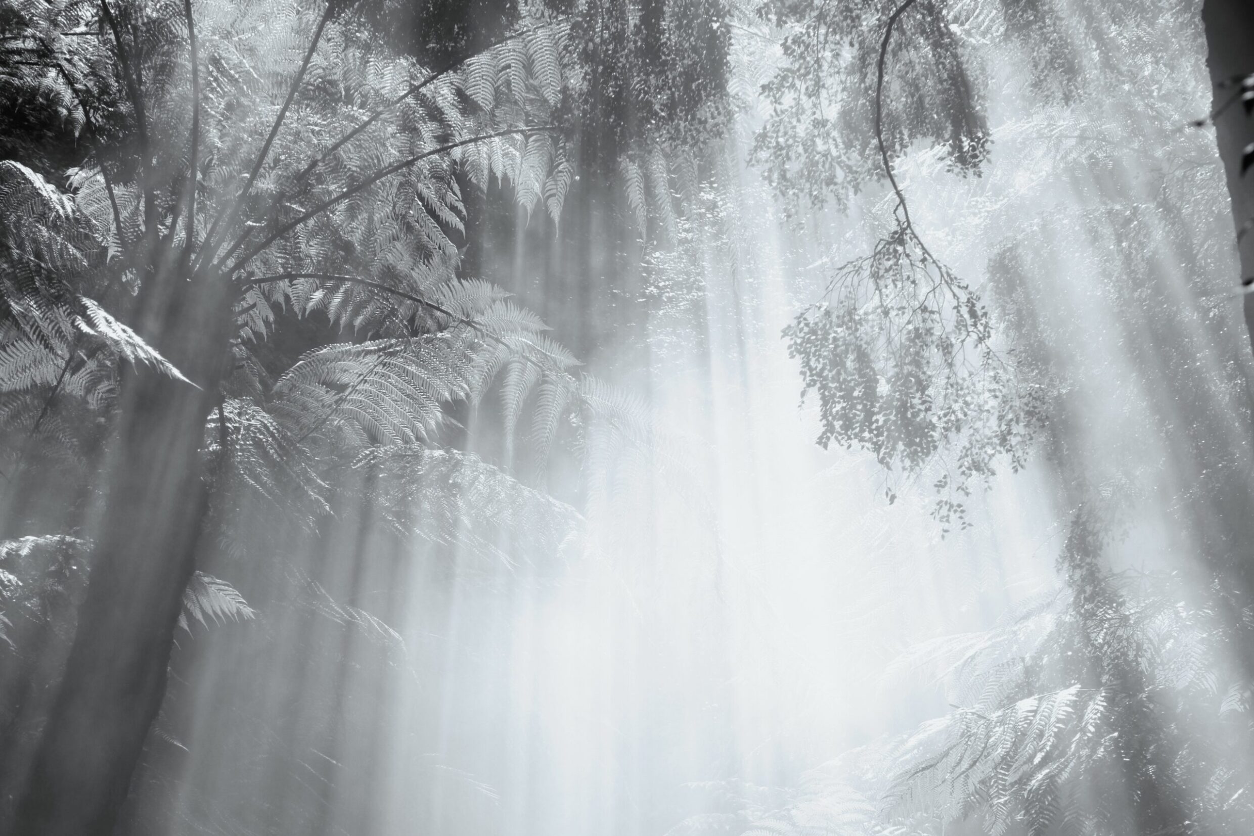 Winner 'The Forest Where Light Returned' Mako Takakusagi Torrens Primary School