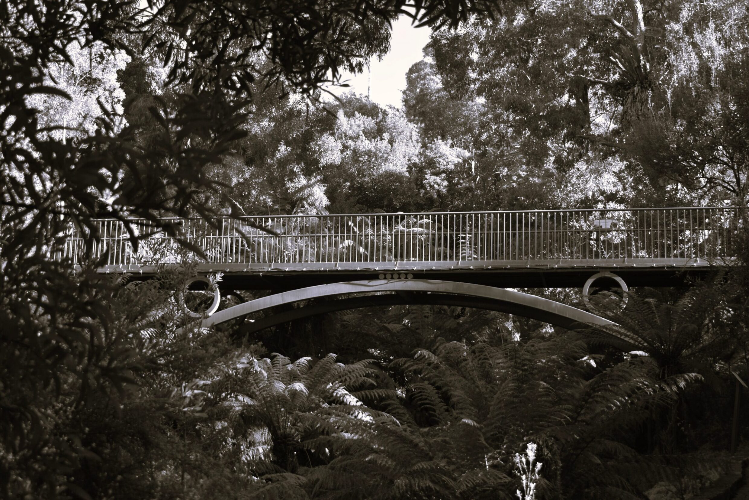 Commended 'The Bridge' Rachel Speers Melrose High School