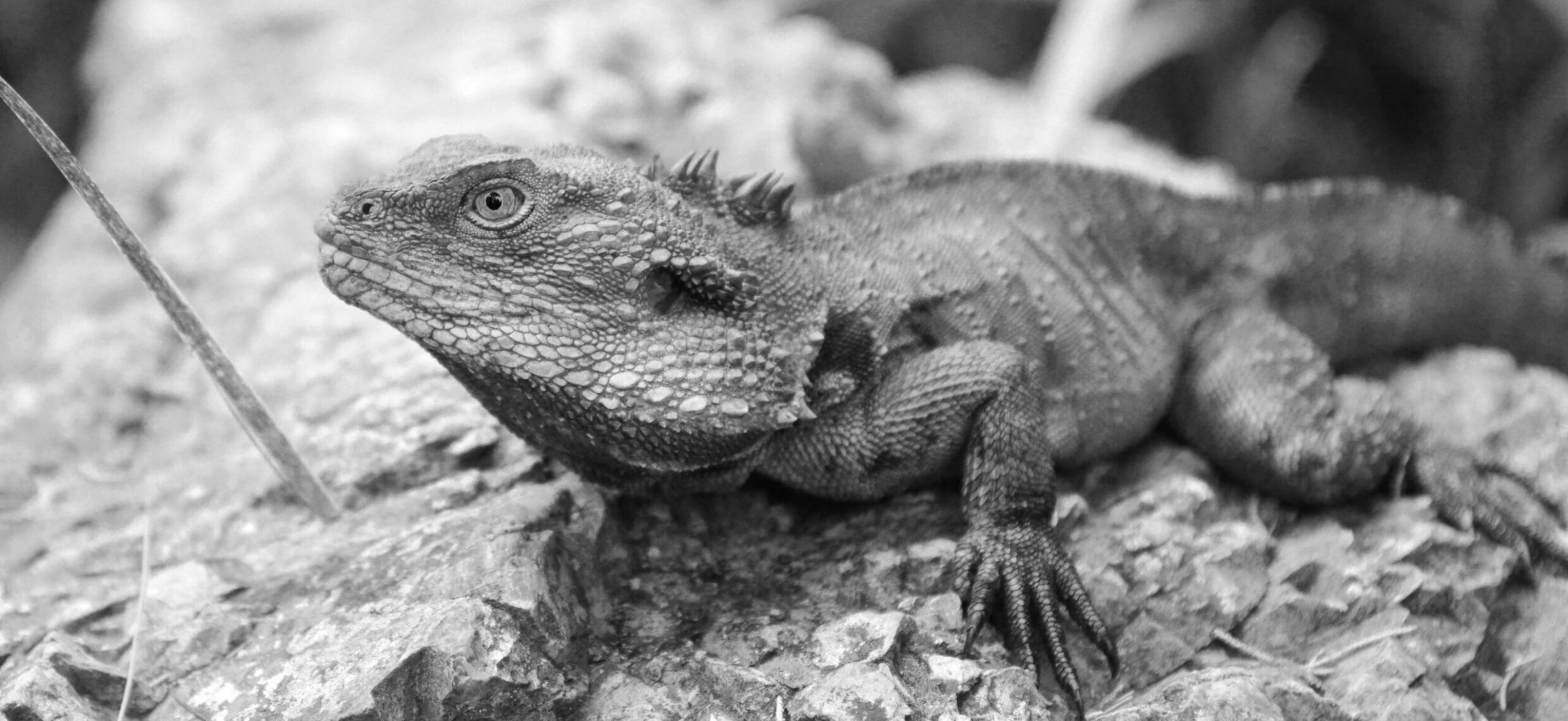 Highly Commended 'Water Dragon of the Rock' Sienna Spackman Evatt Primary