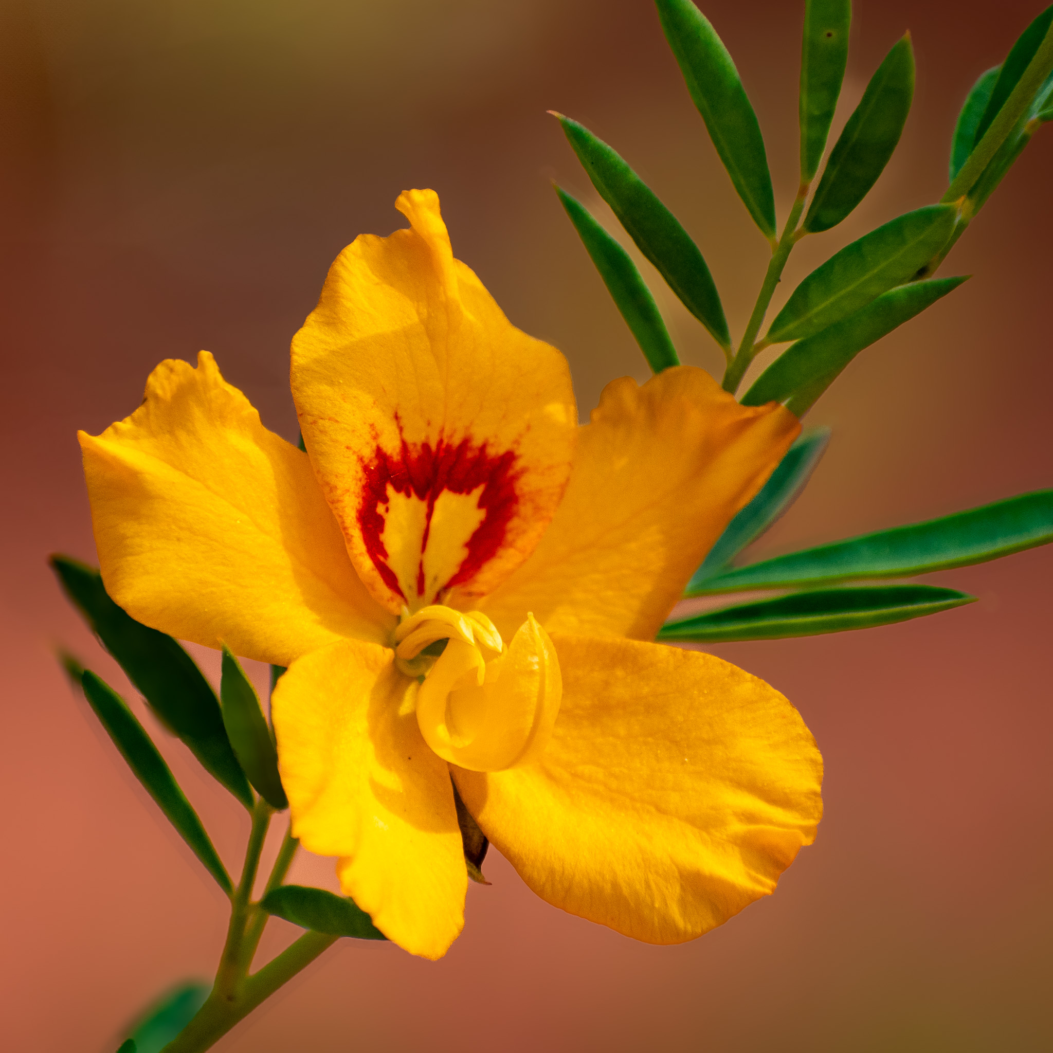 Narelle Aldridge - Butterfly Bush
