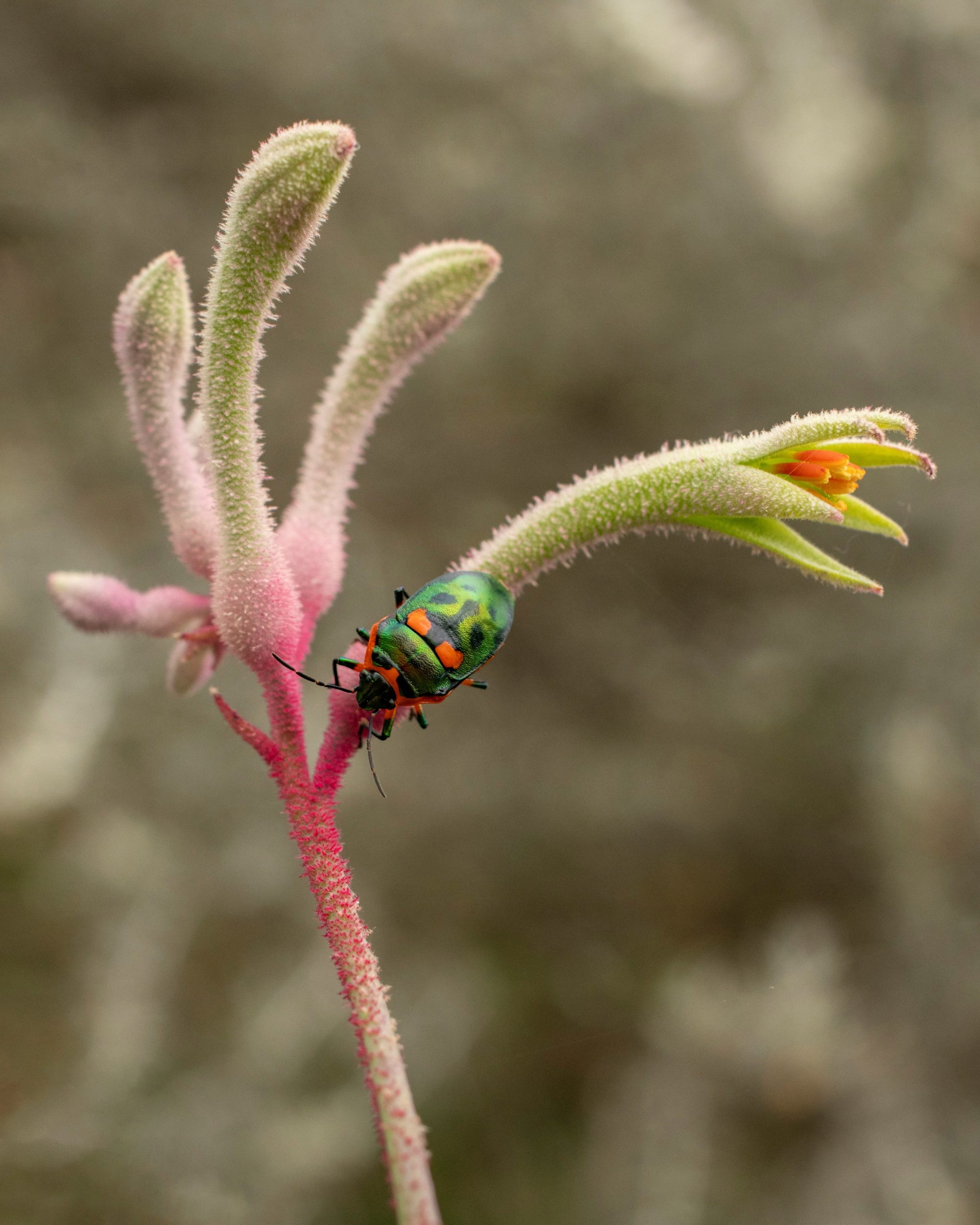 Paul Bainton - Jewel Bug on Kangaroo Paw