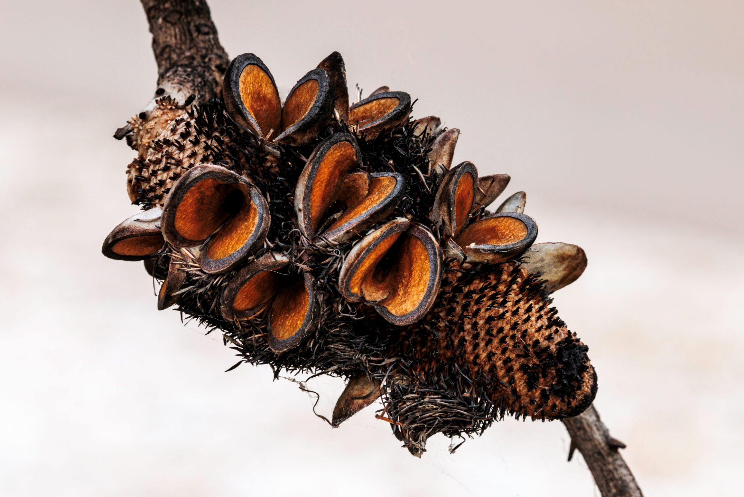 Phil Green - Banksia Serrata