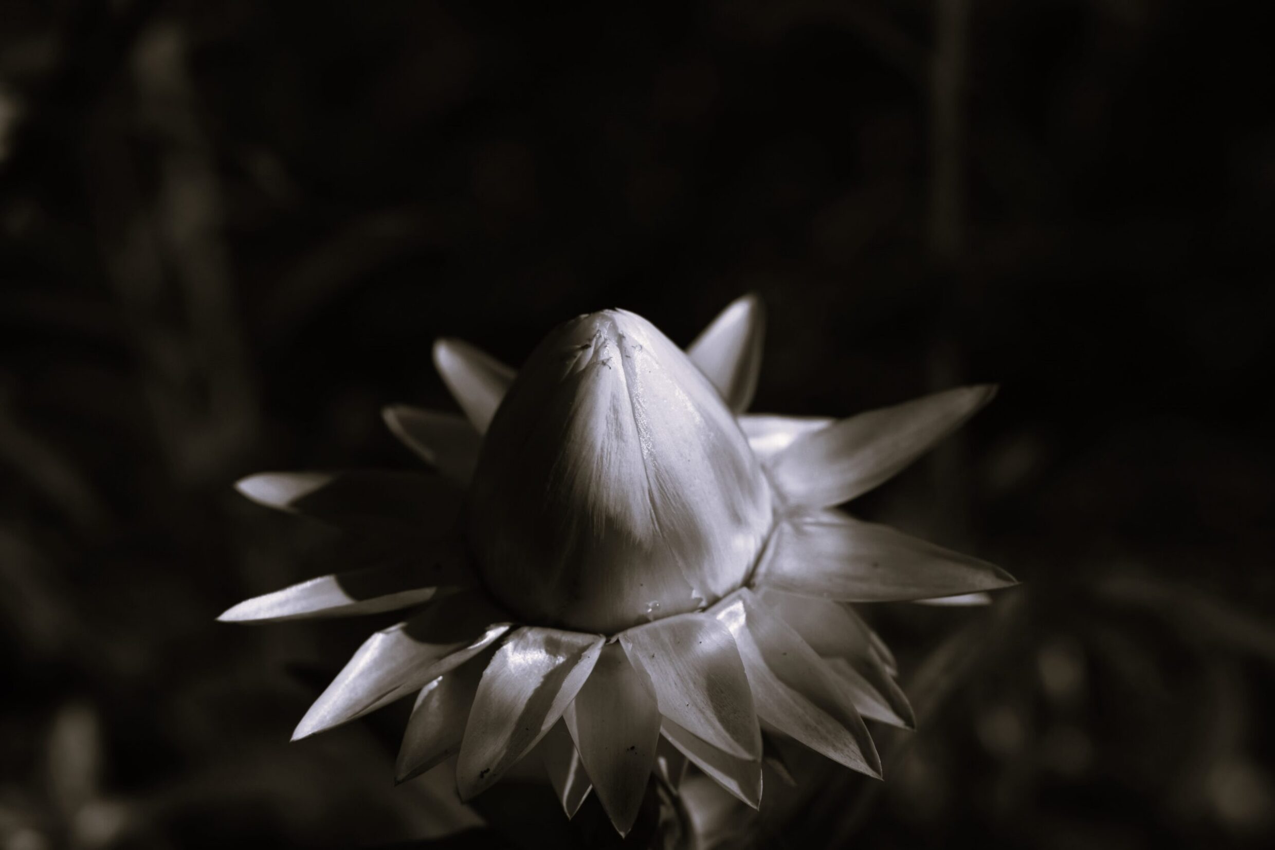 Rangers' Award 'Opening Flower' Monique Black Melrose High School