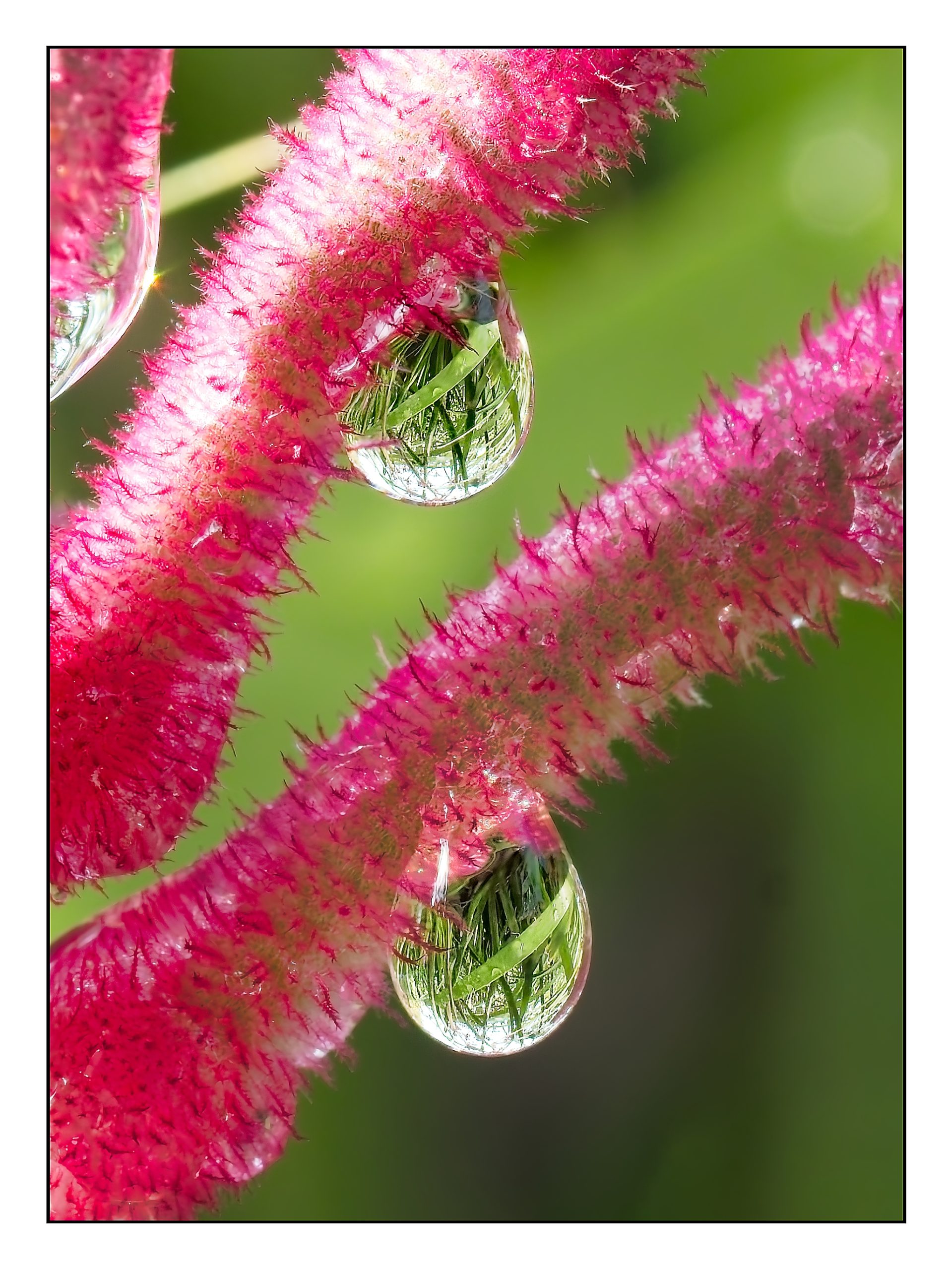 Simone Slater - Anigozanthos sp