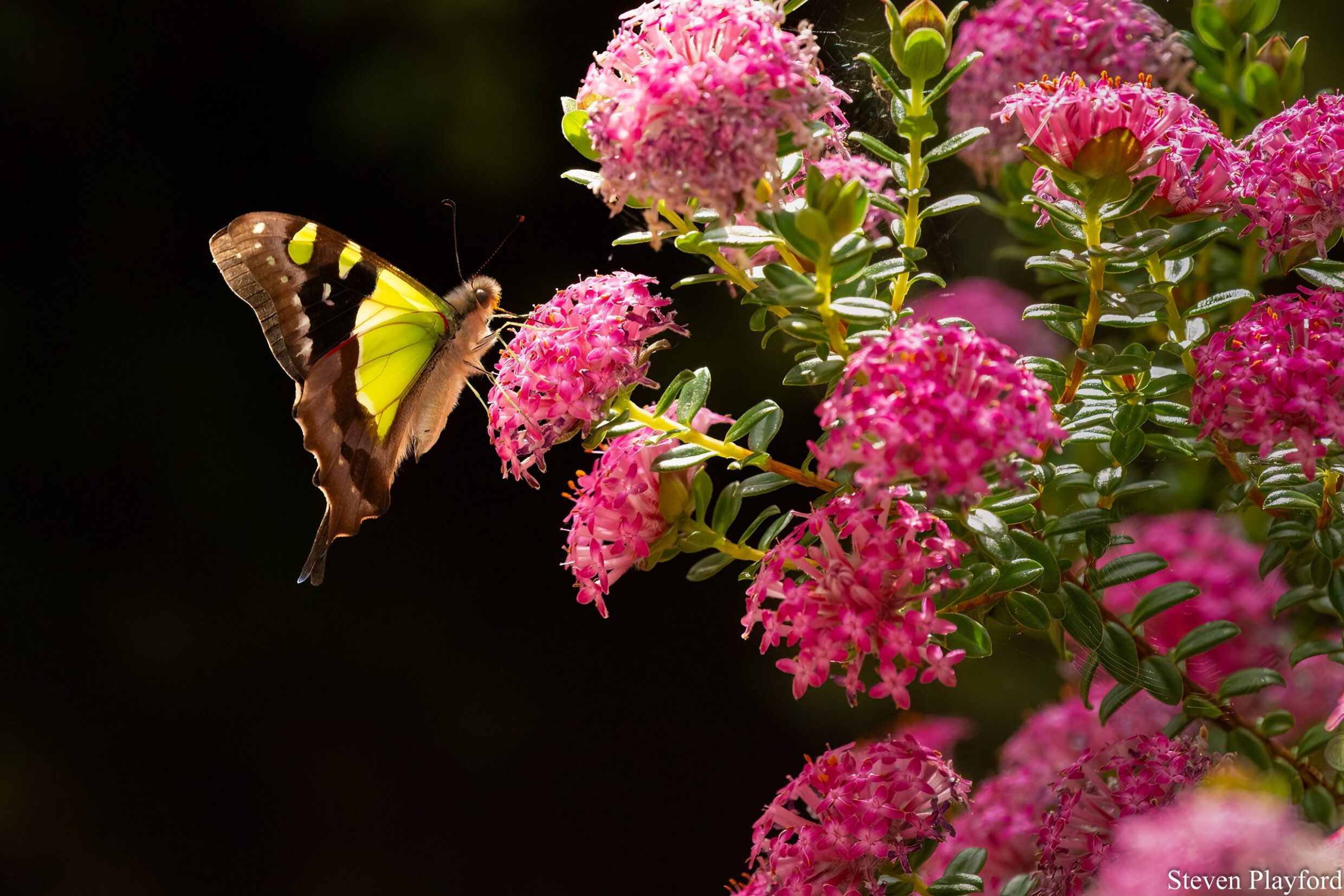 Steven Playford Macleay's Swallowtail on Pimelea ferruginea