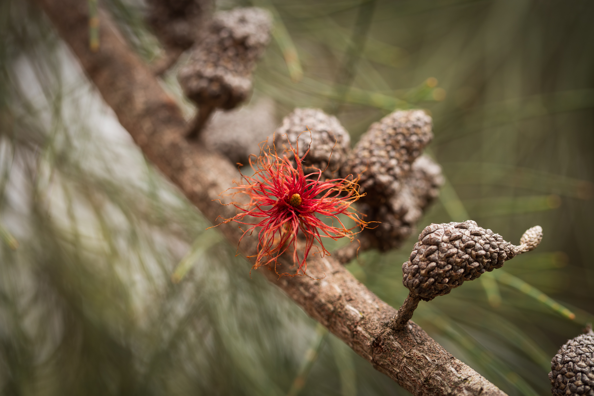 Wendy Shelton - Allocasuarina littoralis