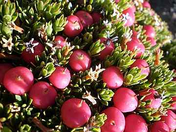 The red fruit of Pentachondra pumila Photo: Gemma Hoyle