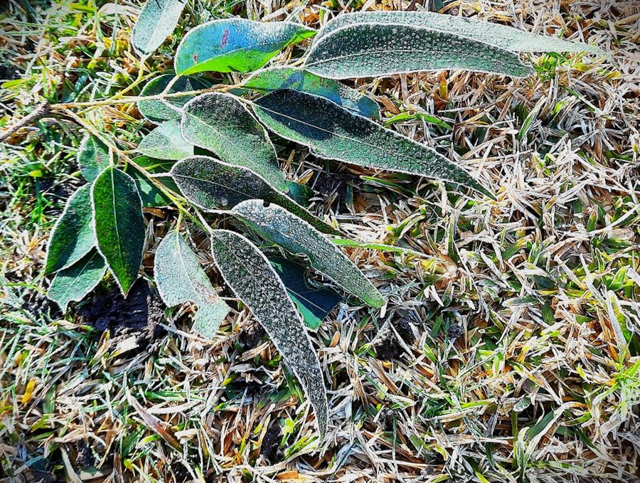 Cover of The Garden Path Aug/Sep 2025