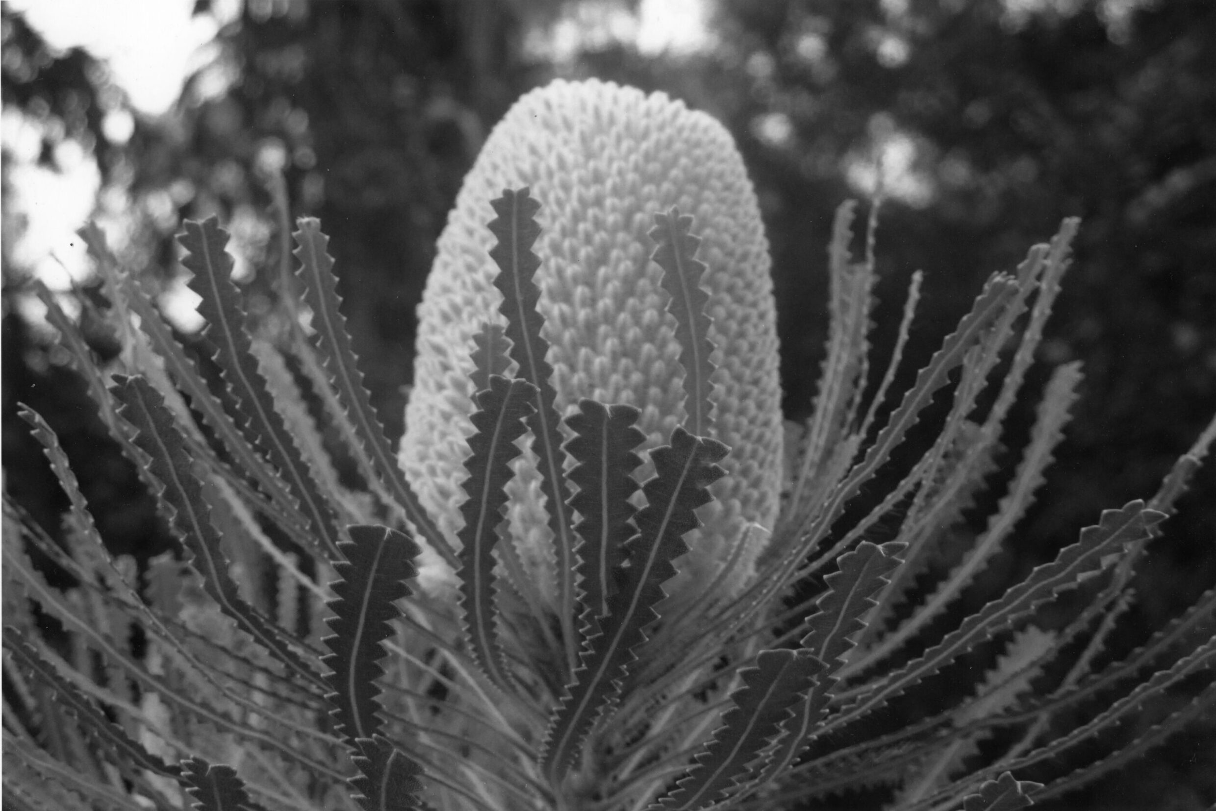 1st Primary Monochrome Banksia Alyse Rooney, Hawker Primary
