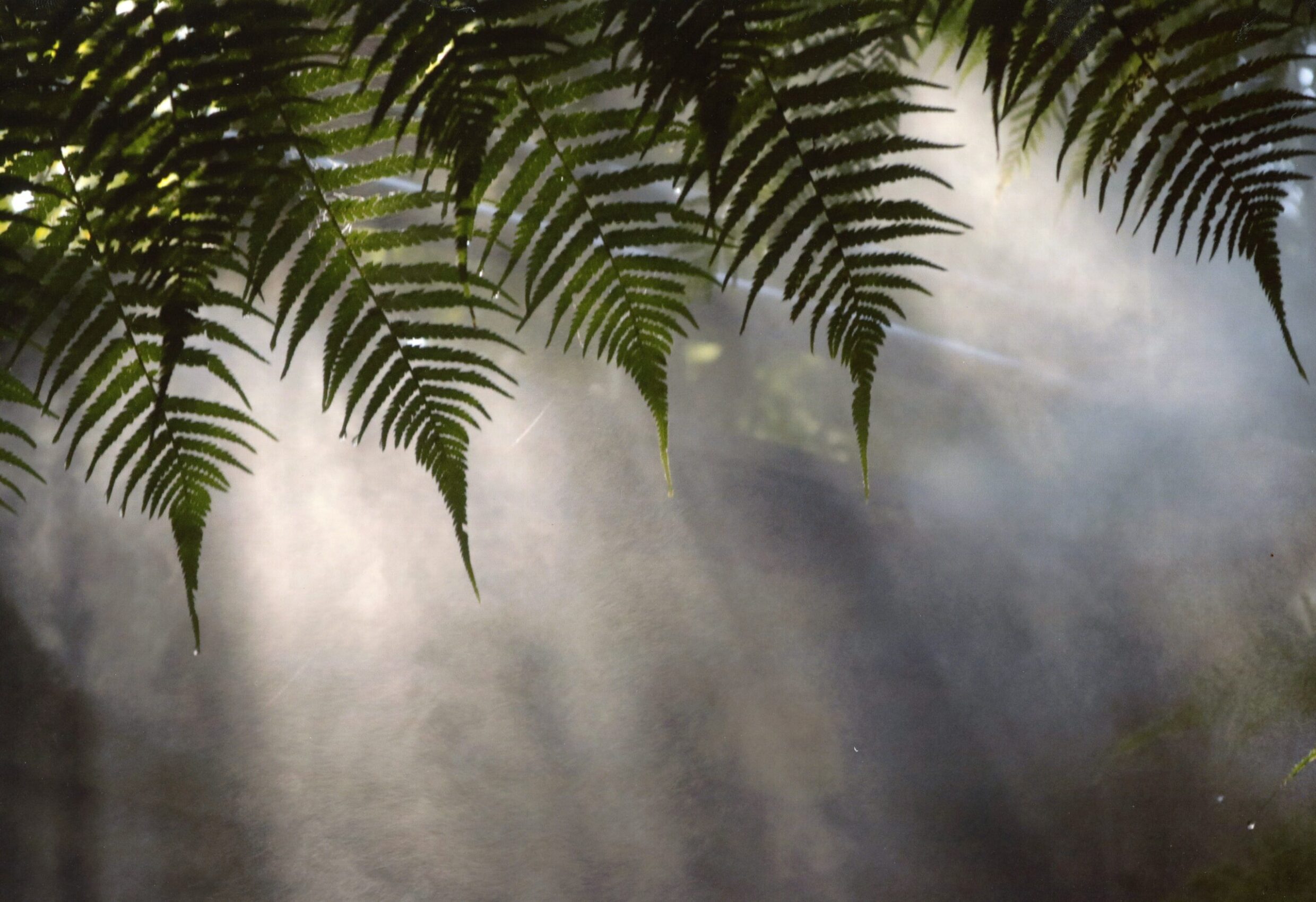 5th Secondary Colour Foggy Love Imogen O’Brien, Canberra High School