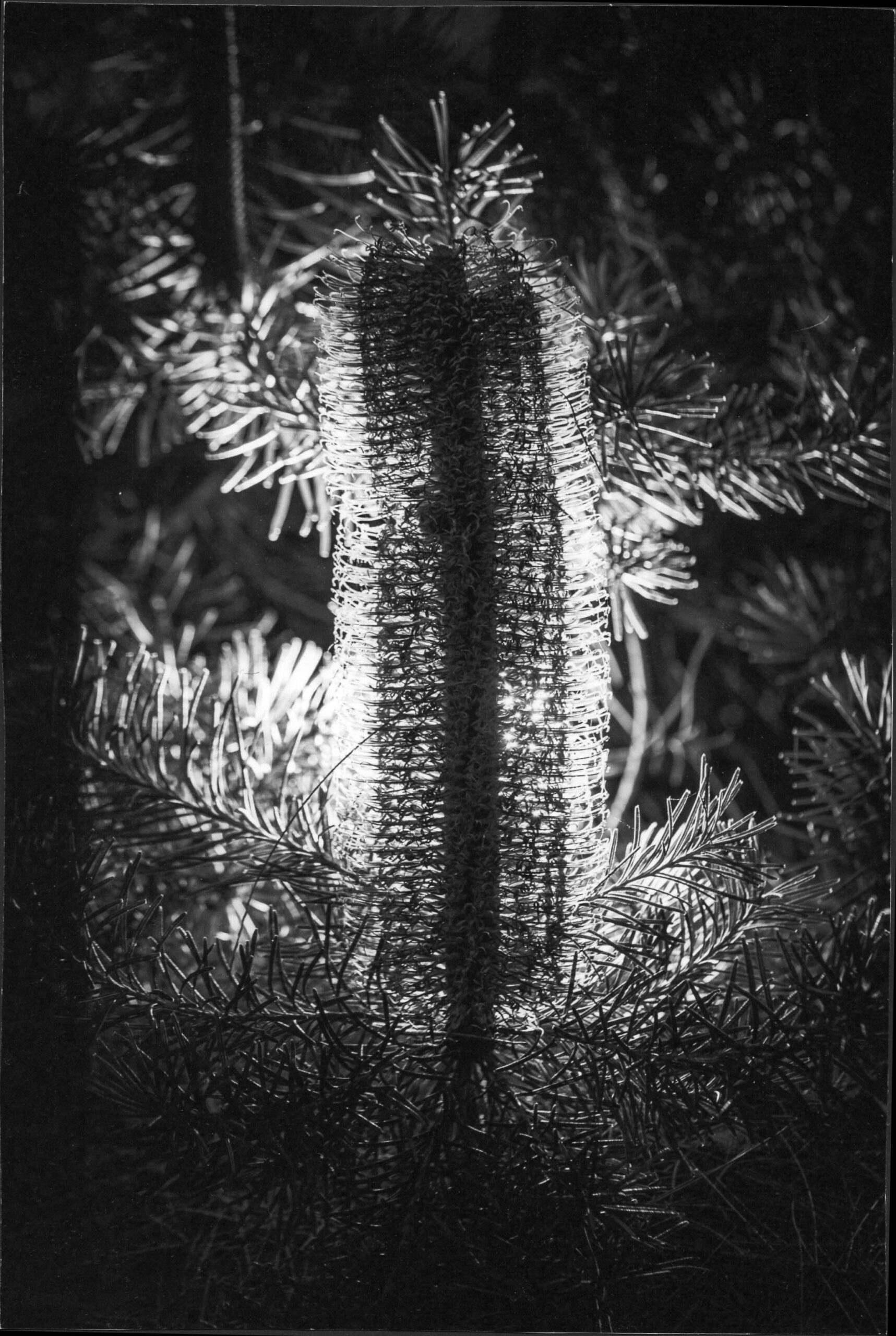 3rd Prize College - Black and White Dayna Ransley, Canberra College "Bottlebrush"