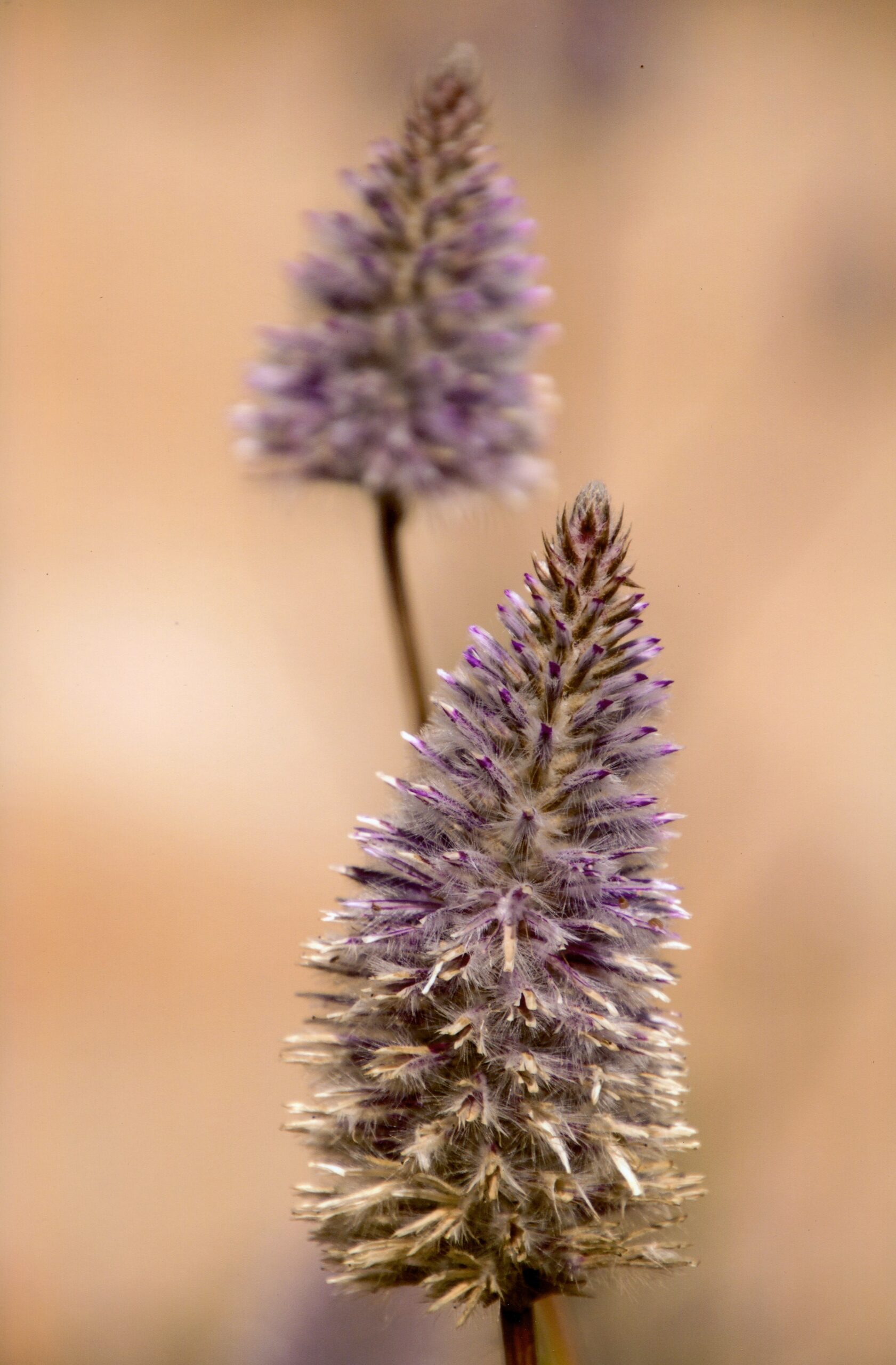4th Secondary Colour Nature's Favourite Ellen Johnson, Canberra High School