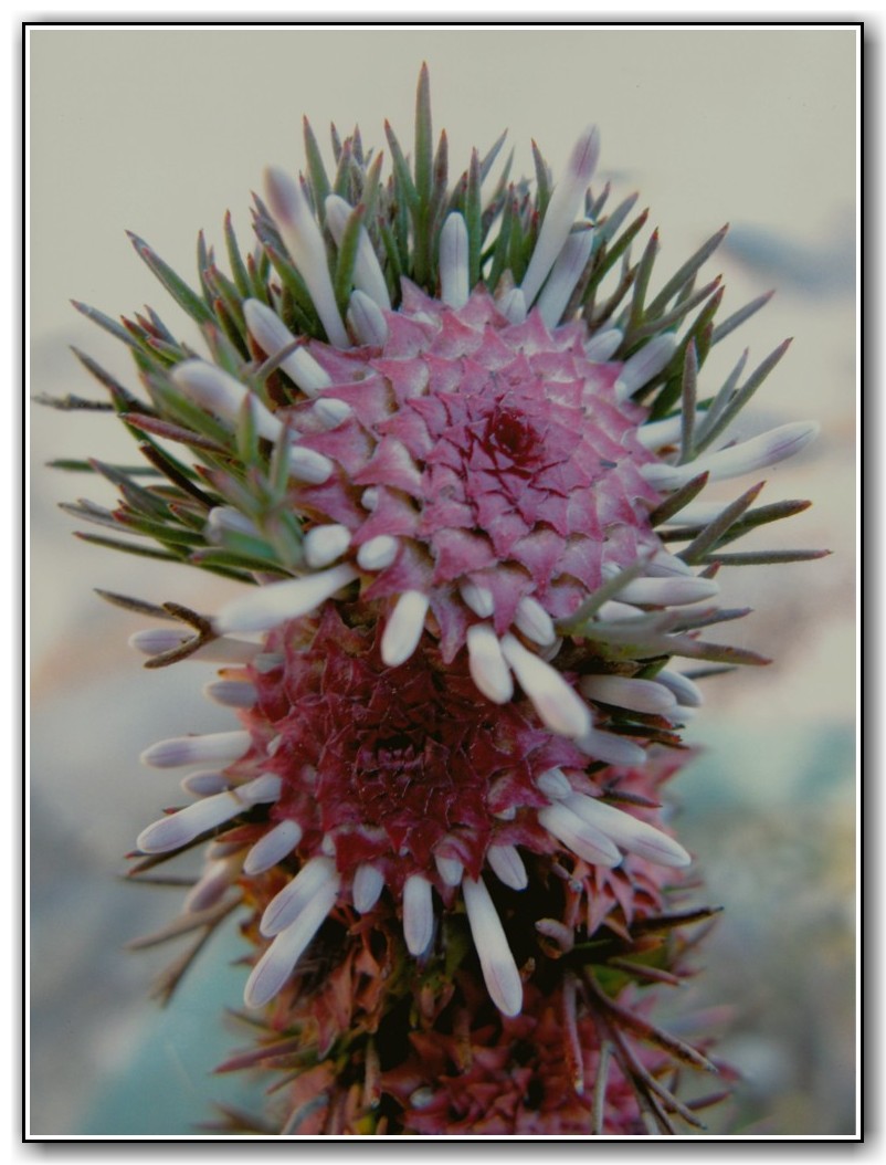 Highly Commended High School Colour Ione Zwangobani, Canberra High School "Good Vibrations"