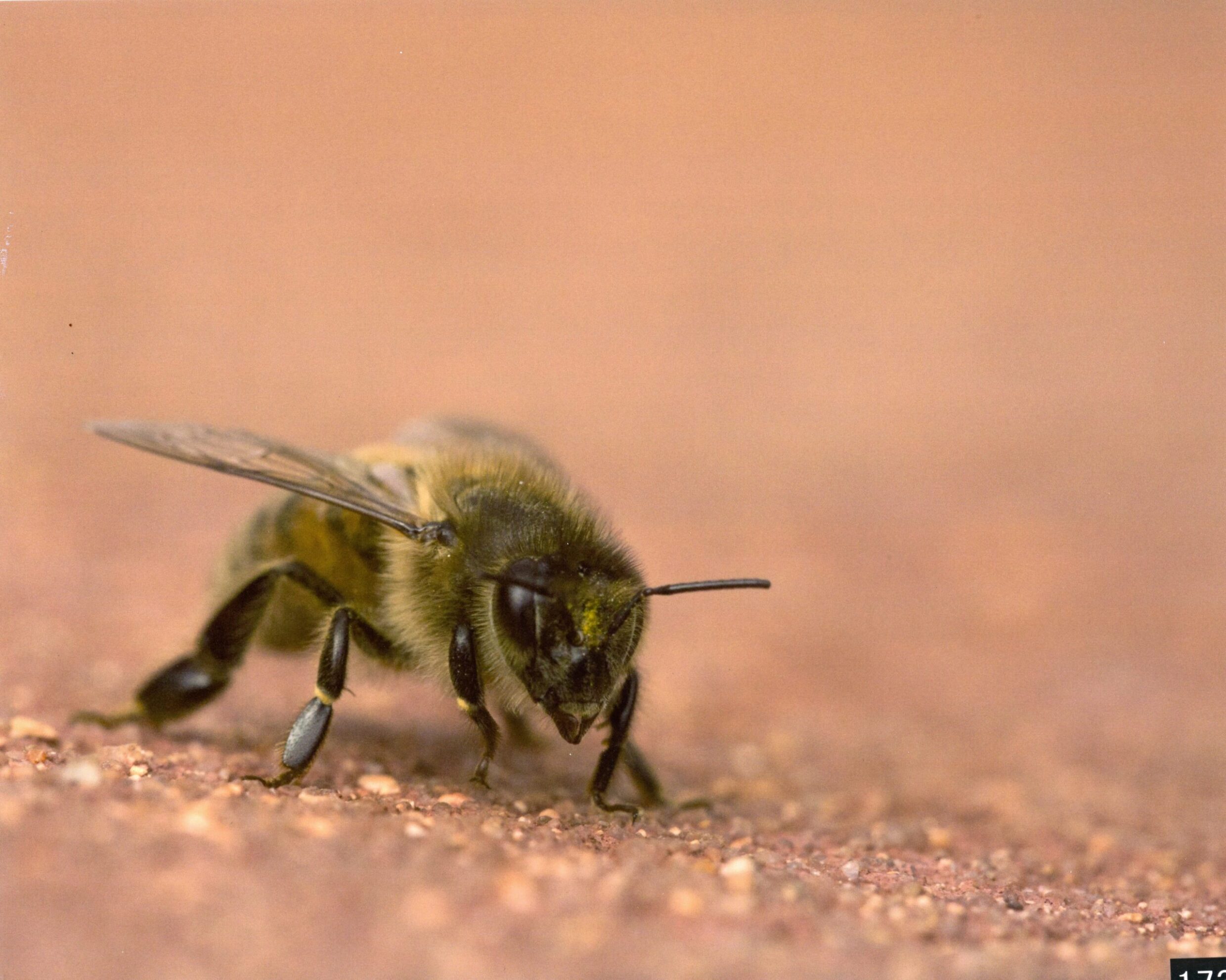 3rd Secondary Colour Flightless Cameron Colebrook, UCSSC Lake Ginninderra