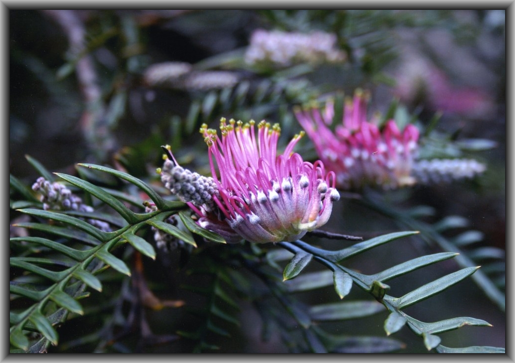 Commended: Jack Alexander, St Edmund's College "Throne of Flowers"