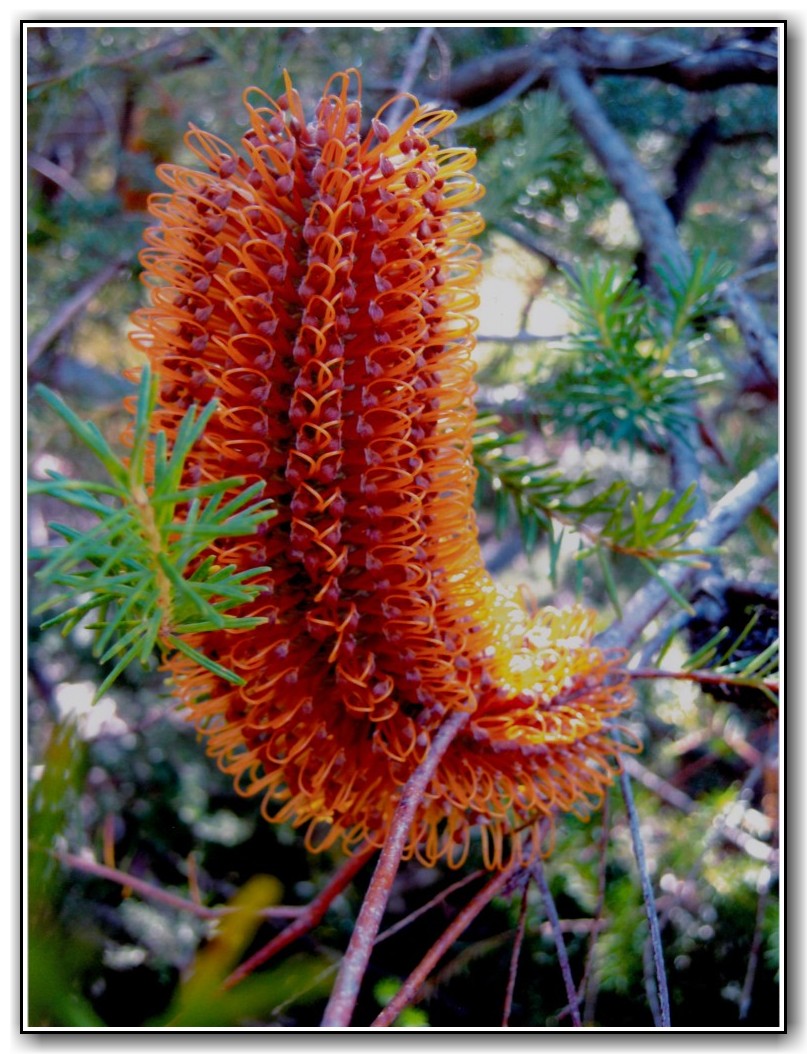 Commended High School Colour Margaret Palazzo, Canberra High School "Forest Fire"