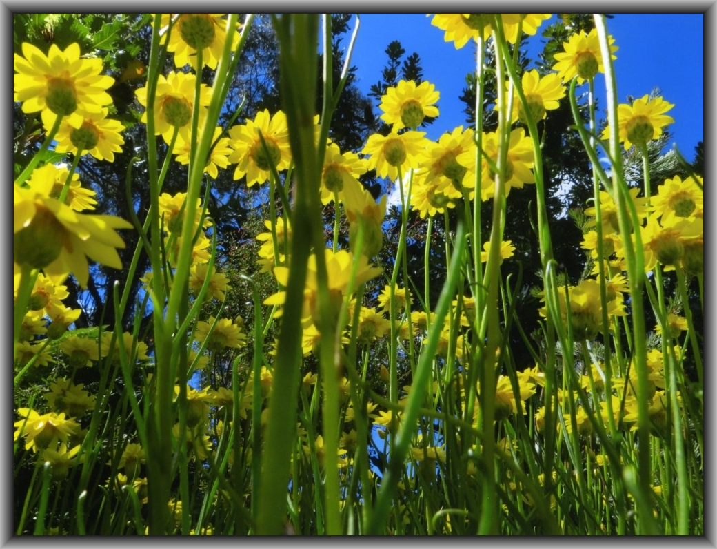 Highly Commended: Fiona Byron, Alfred Deakin HS "Field of Flowers"