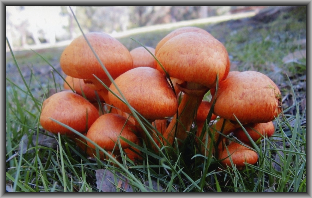 3rd Prize High school - Colour Dayton Waiariki-Wilson, Canberra HS "Hidden Village"