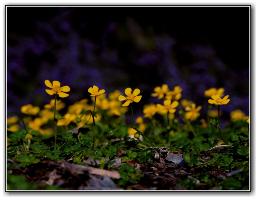 Commended High School Colour Josh Kay, Canberra High School "Buttercup"