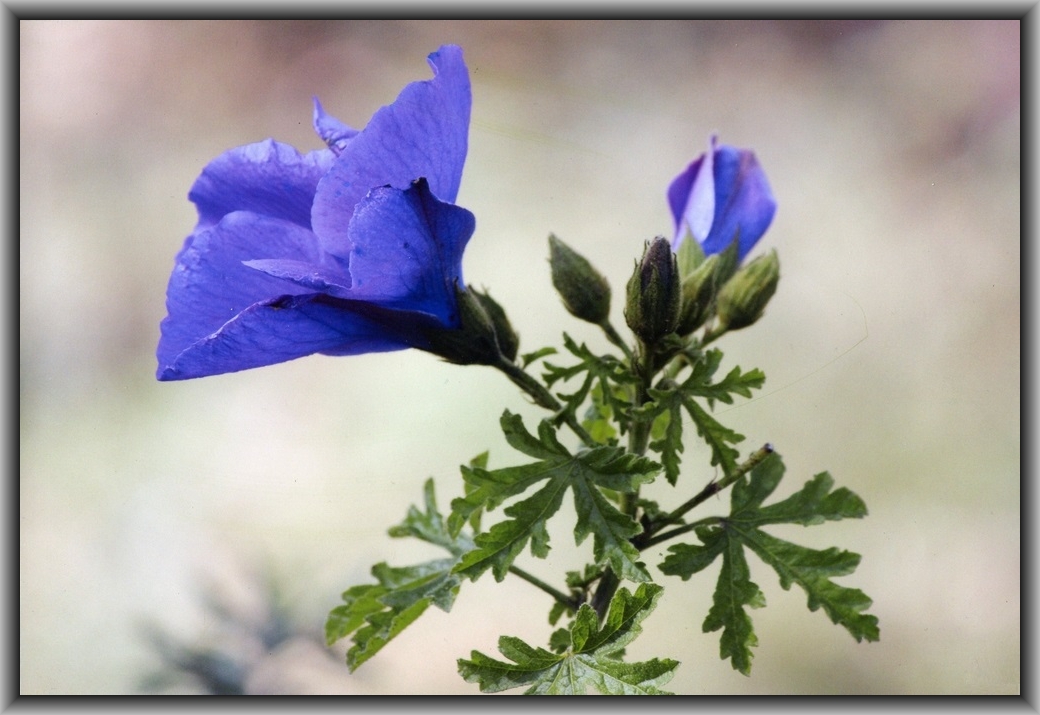 2nd Prize High school - Colour Lily Kleeman, Canberra HS "Mood Indigo"