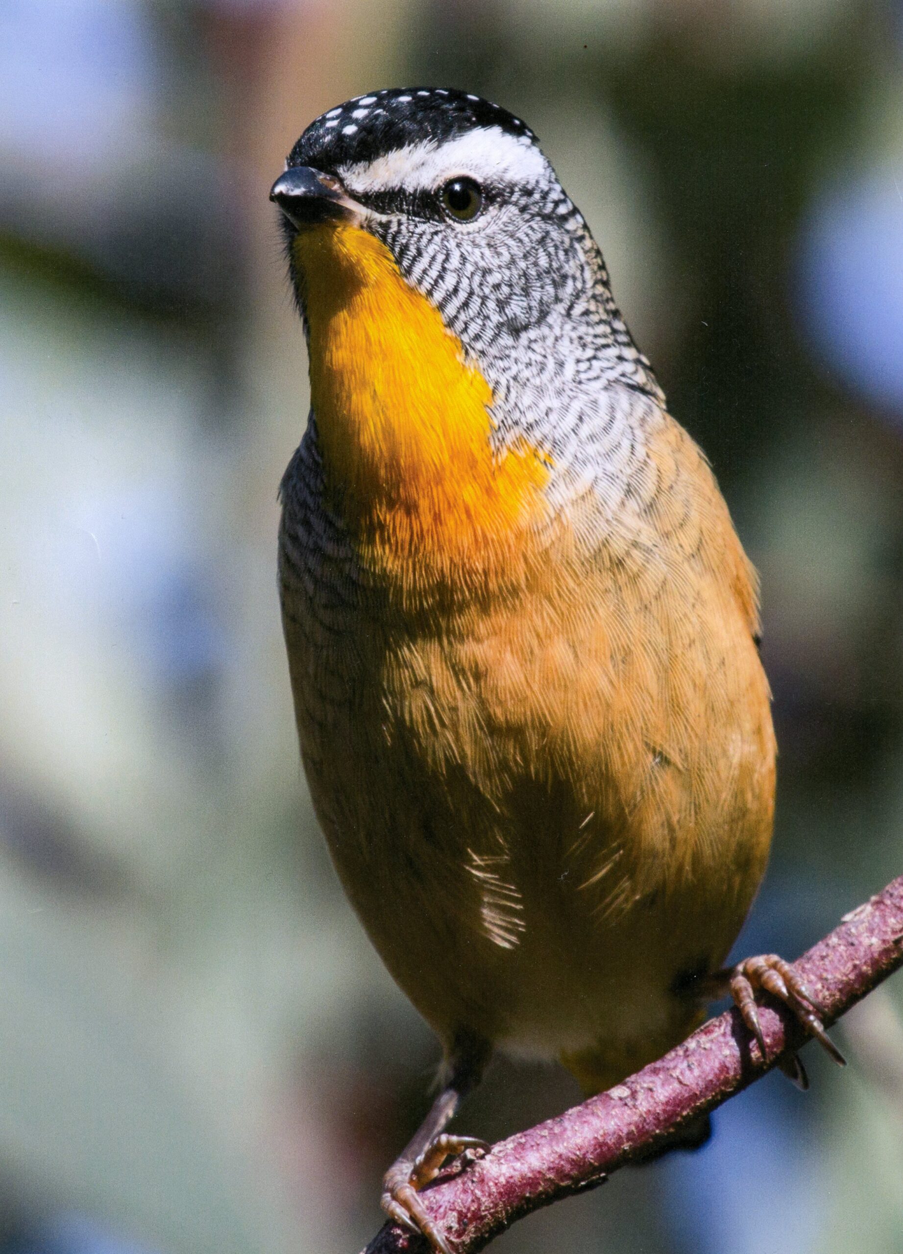 1st Prize College - Colour Brett Allen, Canberra College untitled