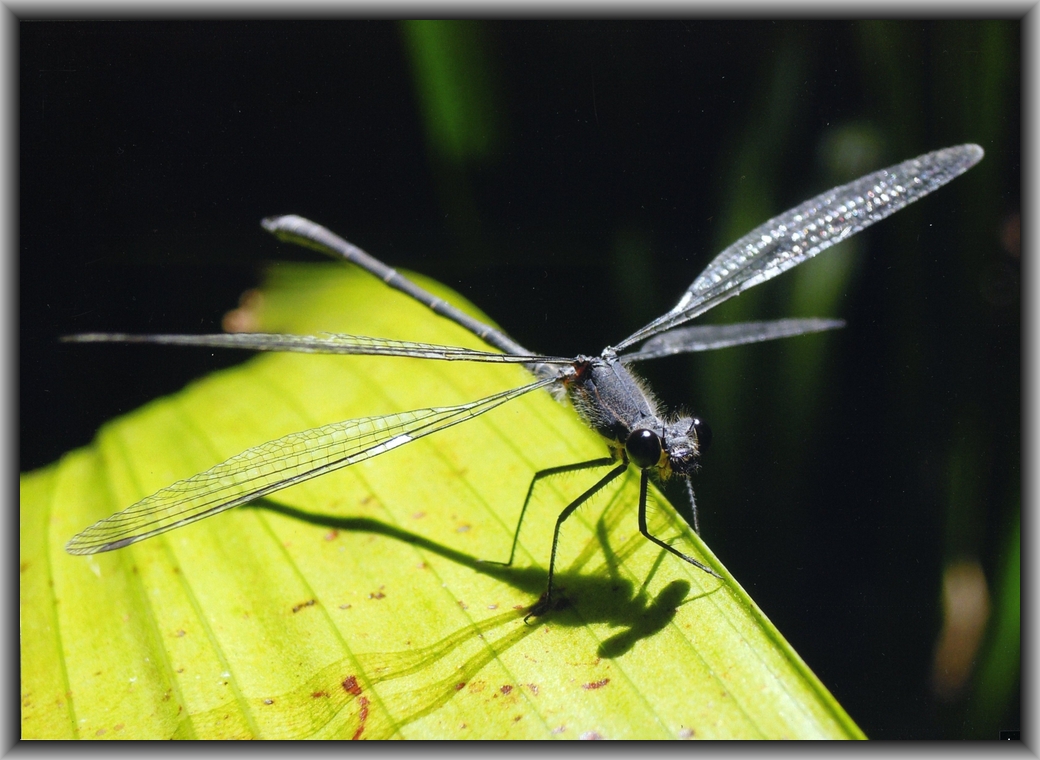 Highly Commended High school - Colour Ineka Voigt, Canberra HS "Shadow of a Dragon"