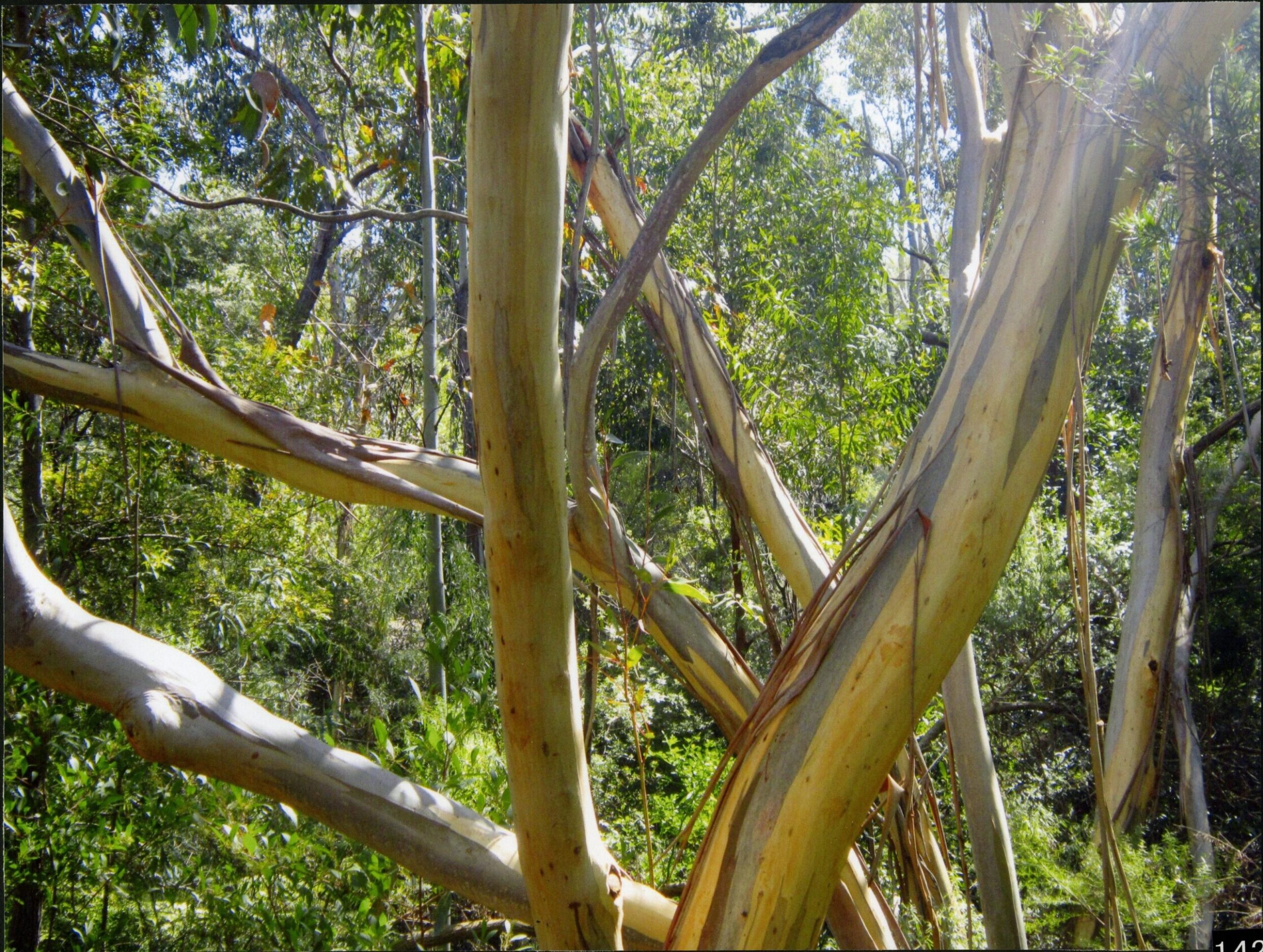 2nd Prize High School - Colour Emily Ridley, Canberra High School "Branches"